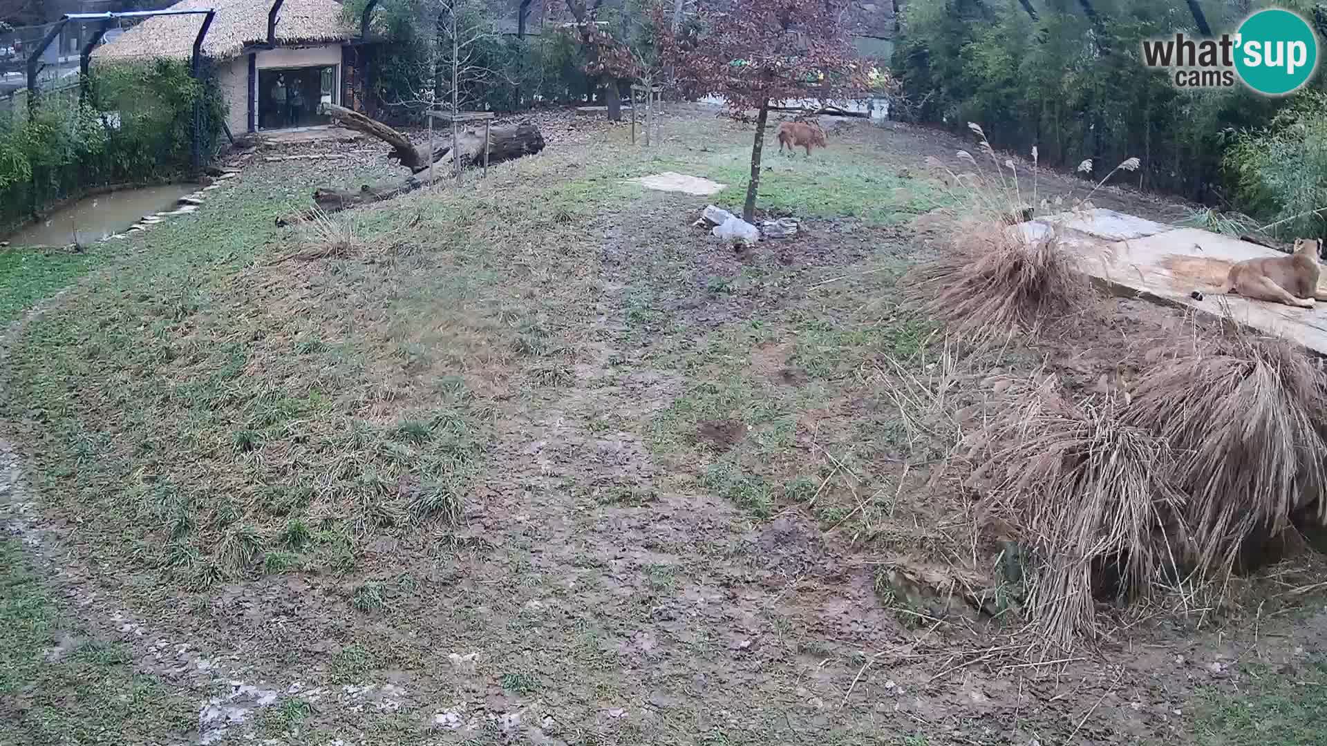 Zoo Lubiana live webcam Leoni