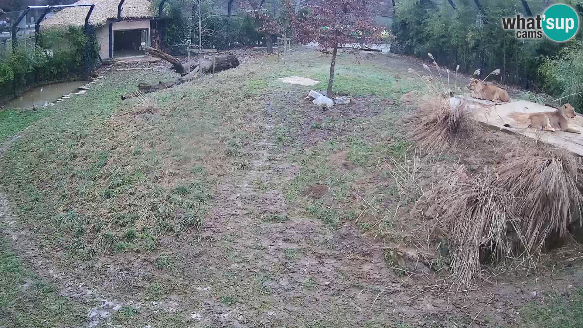 Ljubljana Zoo webcam Lion