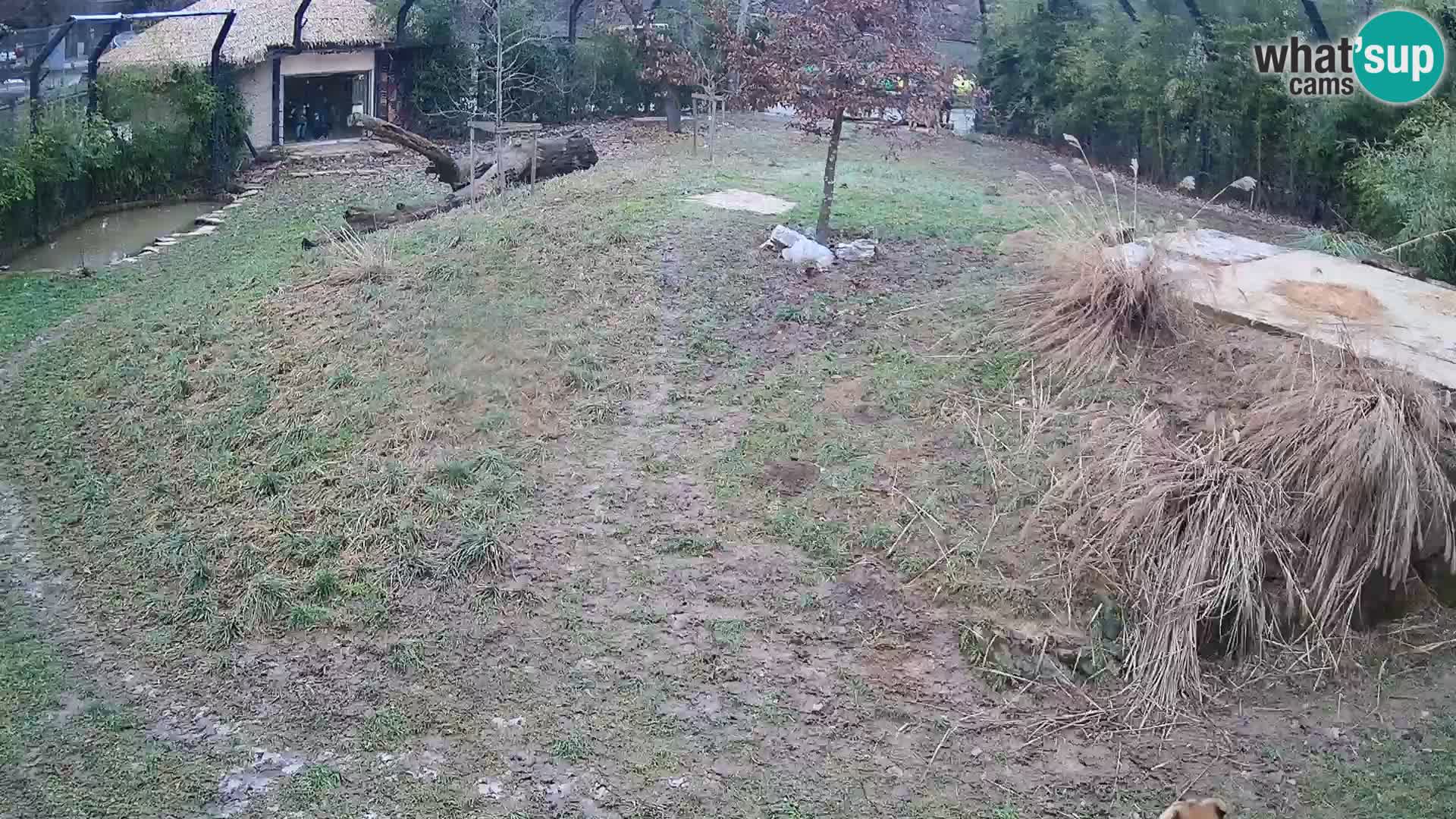 Zoo Lubiana live webcam Leoni