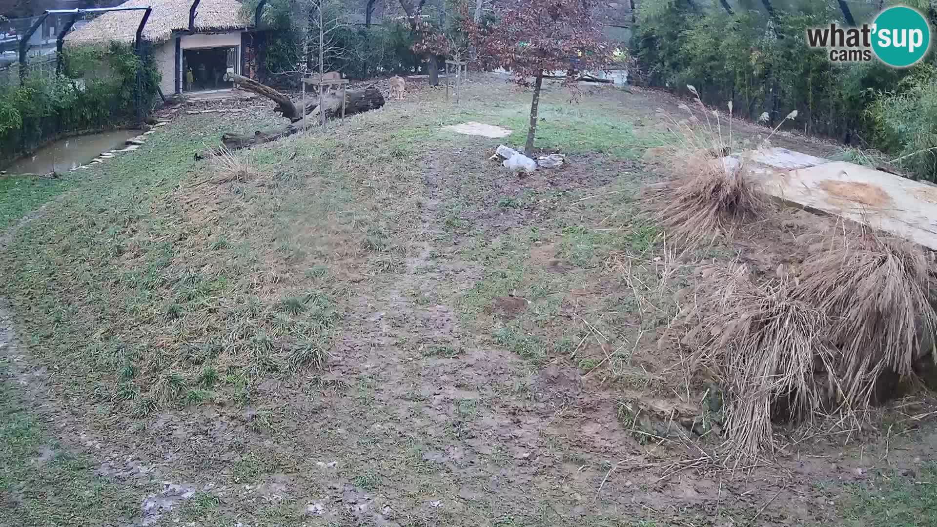 Zoo Ljubljana camera en vivo Leones