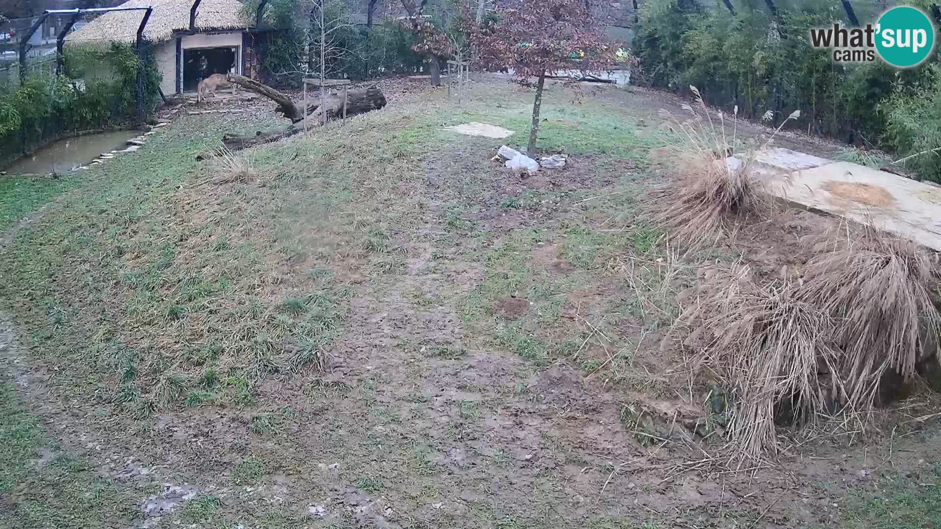 Ljubljana Zoo webcam Lion