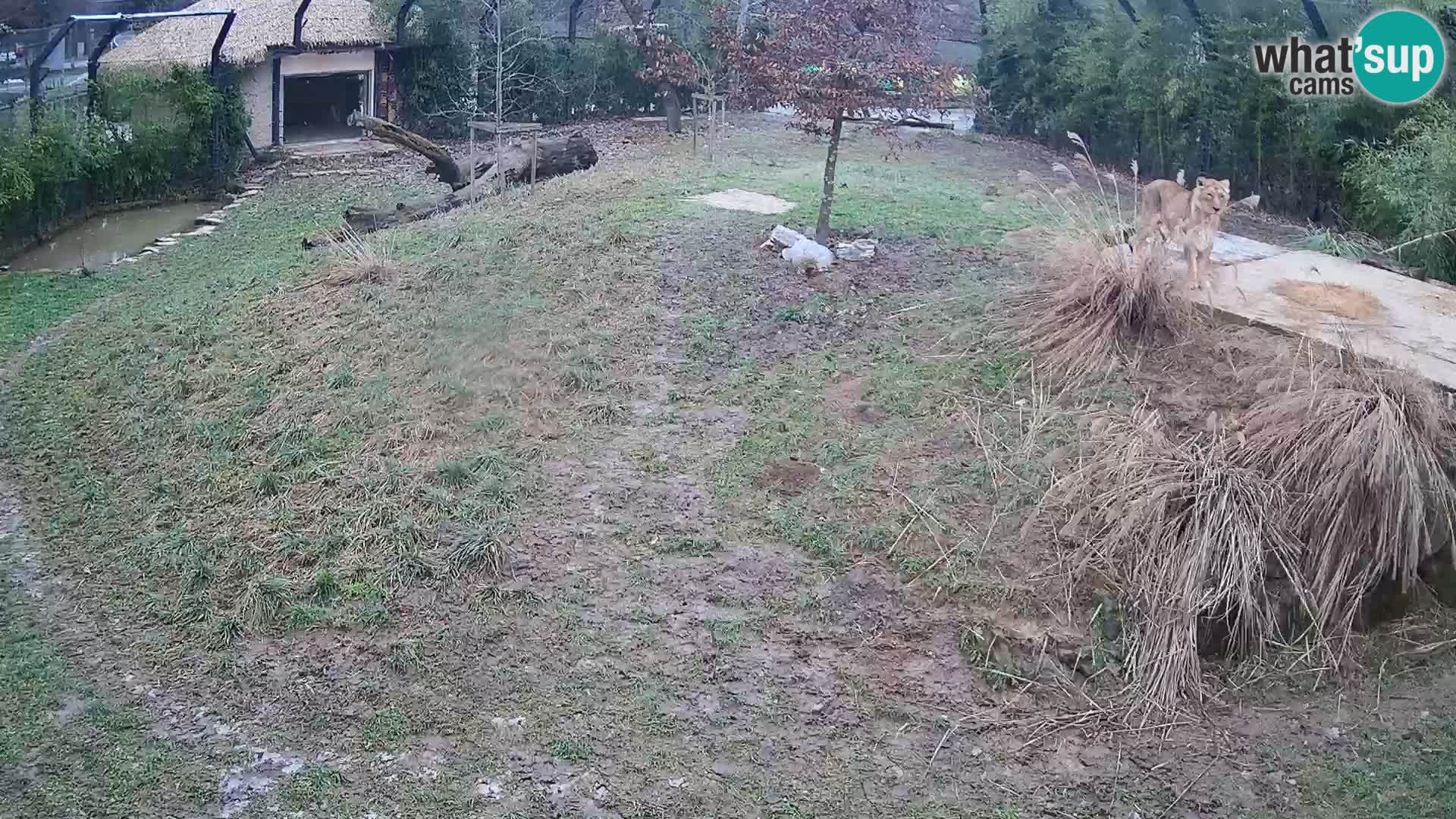 Live Ljubljana Zoo webcam Lion