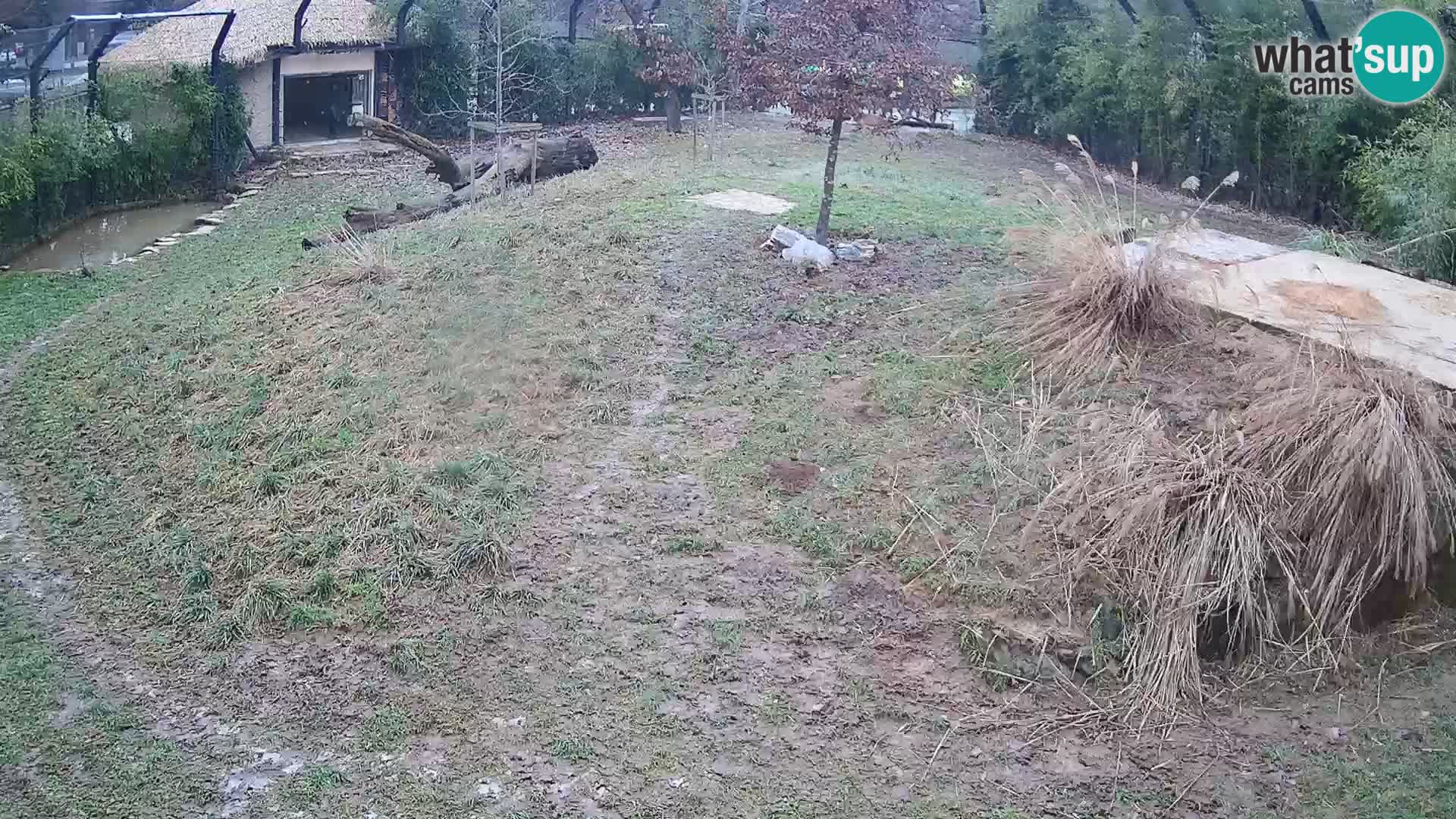 Zoo Ljubljana webcam Löwen