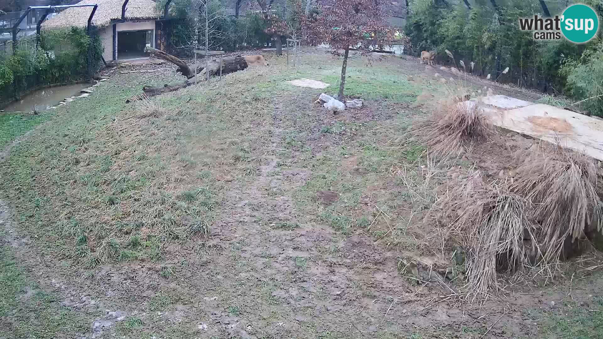 Ljubljana Zoo webcam Lion