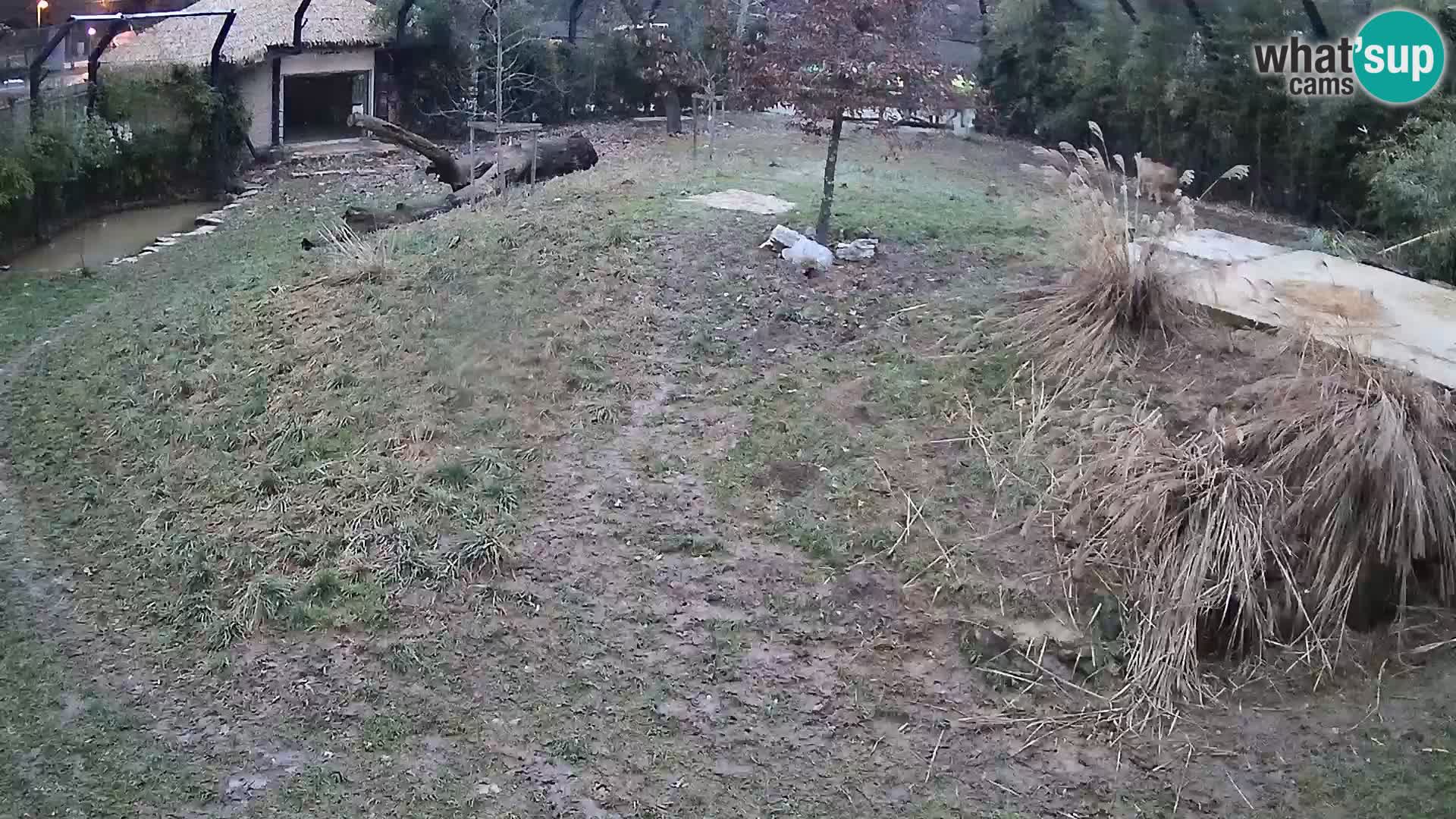 Live Ljubljana Zoo webcam Lion