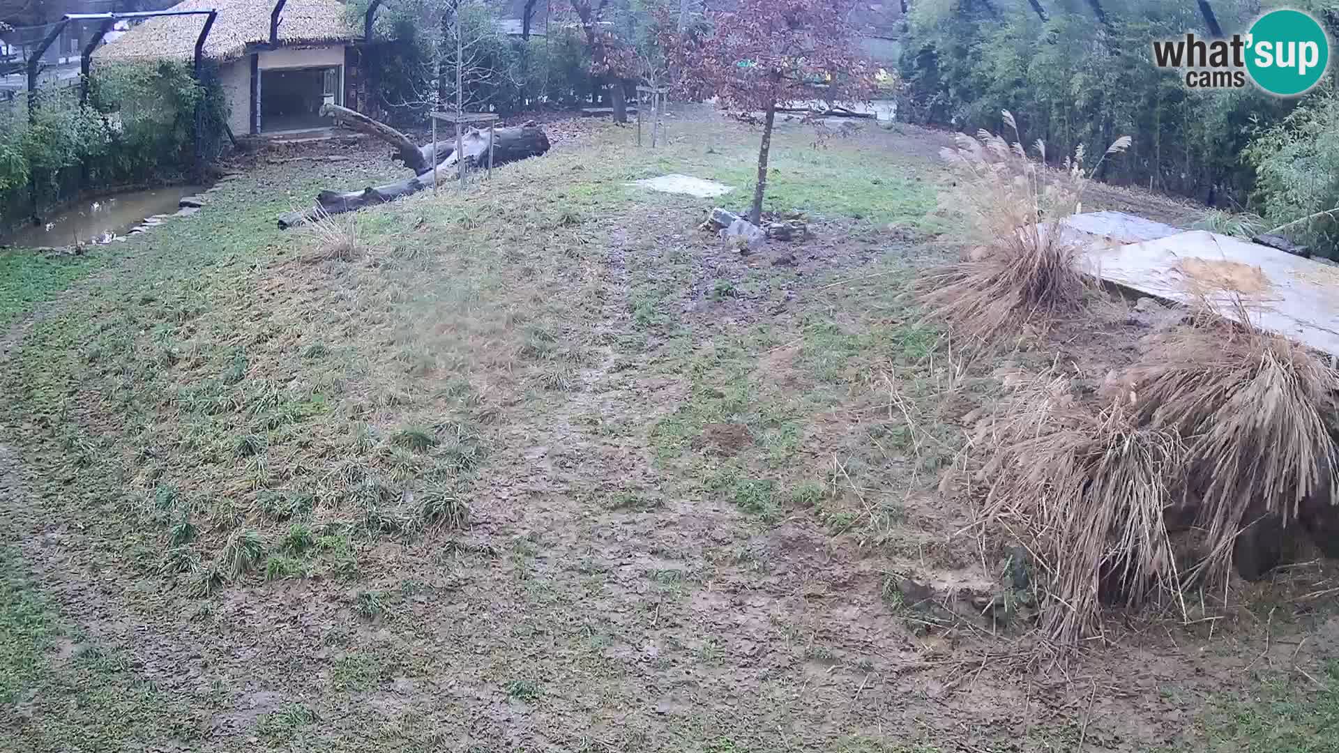 Live Ljubljana Zoo webcam Lion