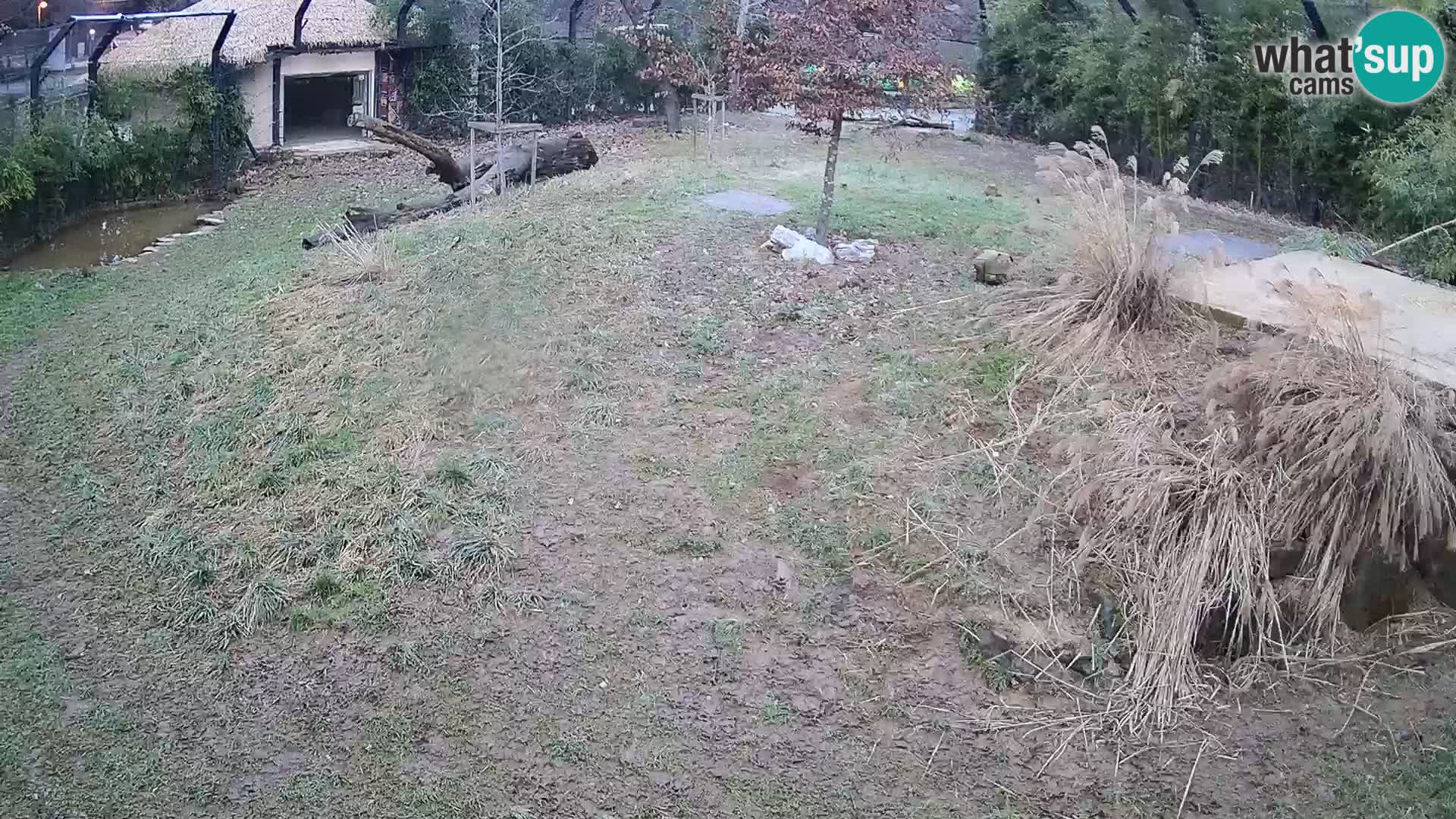 Zoo Ljubljana camera en vivo Leones