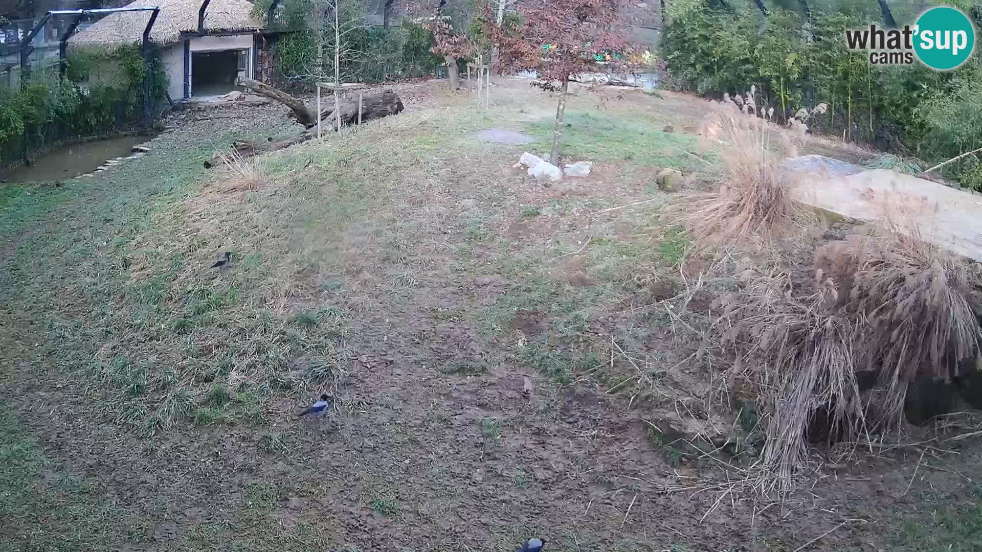 Zoo Ljubljana webcam Löwen