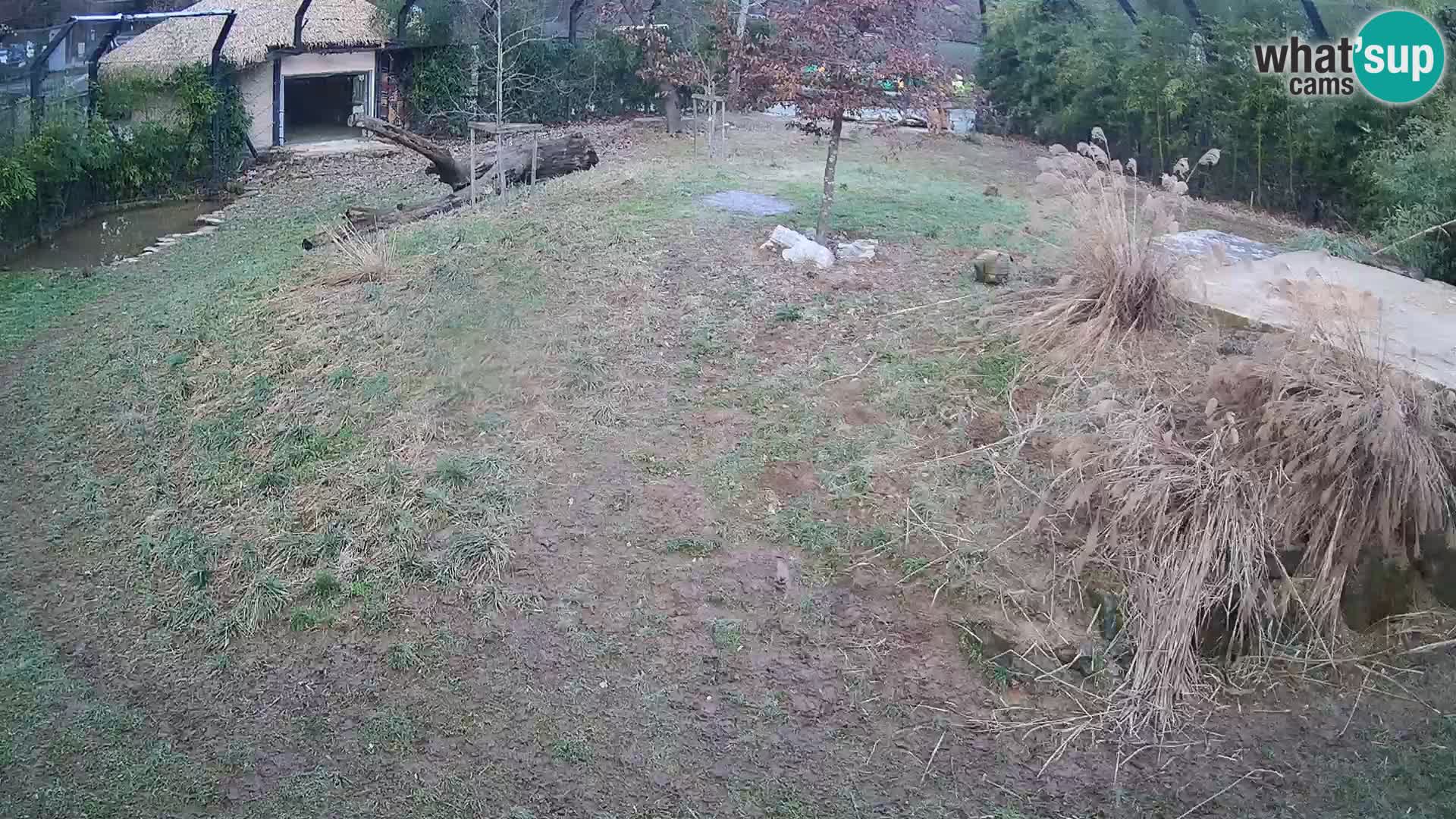 Zoo Lubiana live webcam Leoni