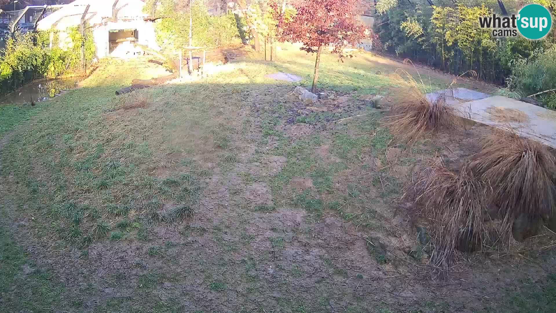 Ljubljana Zoo webcam Lion