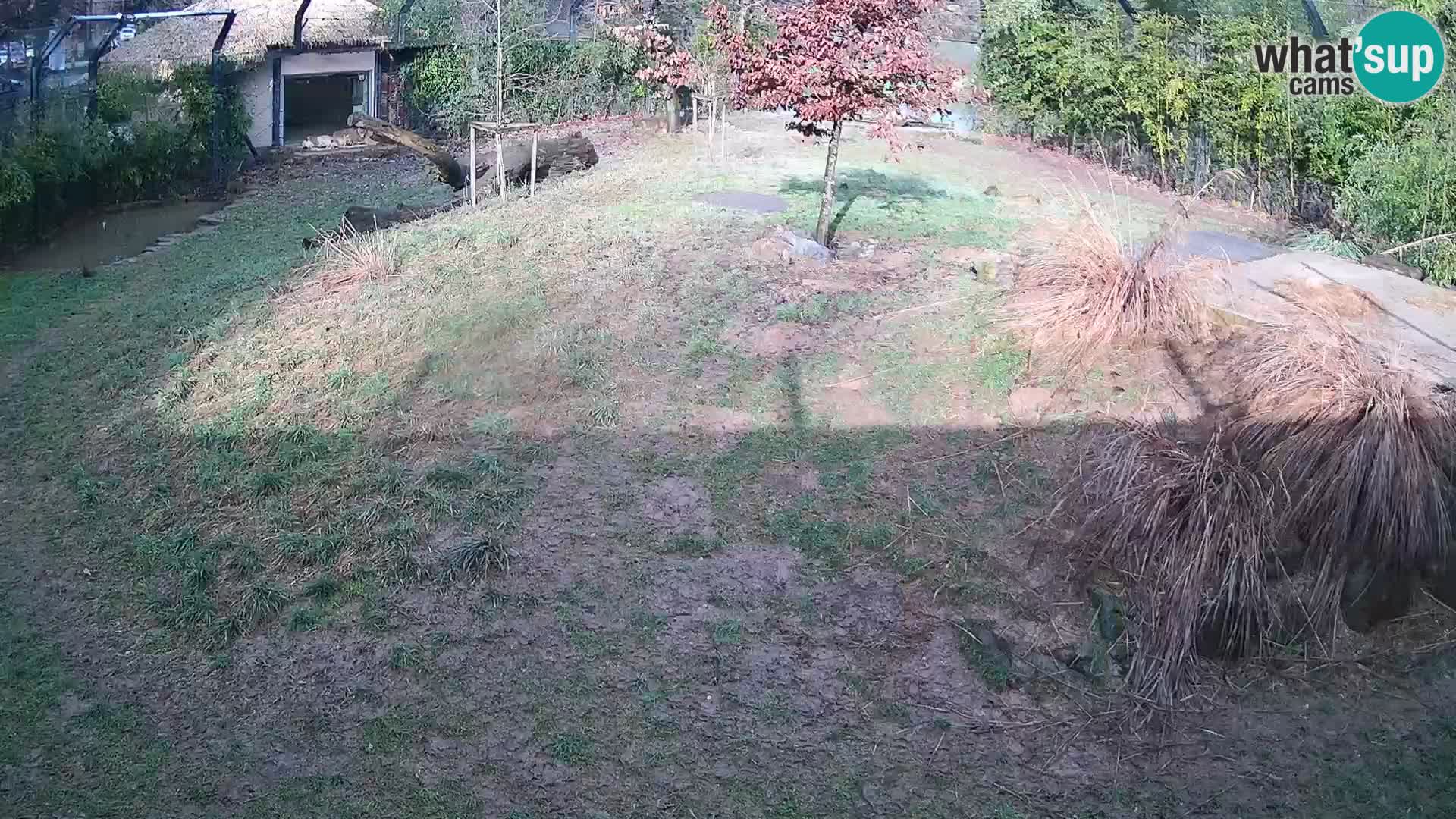 Zoo Ljubljana webcam Löwen