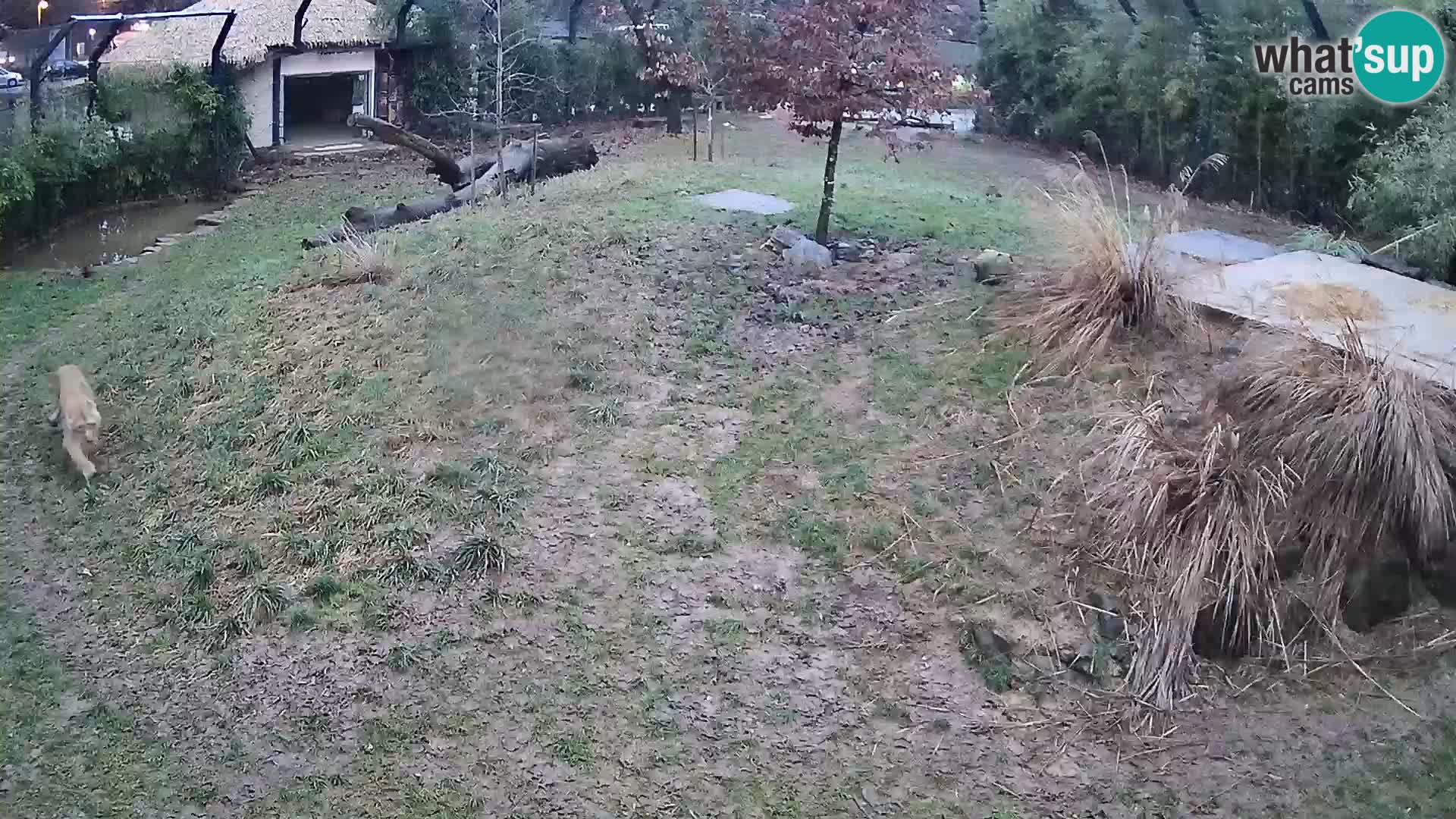 Live Ljubljana Zoo webcam Lion