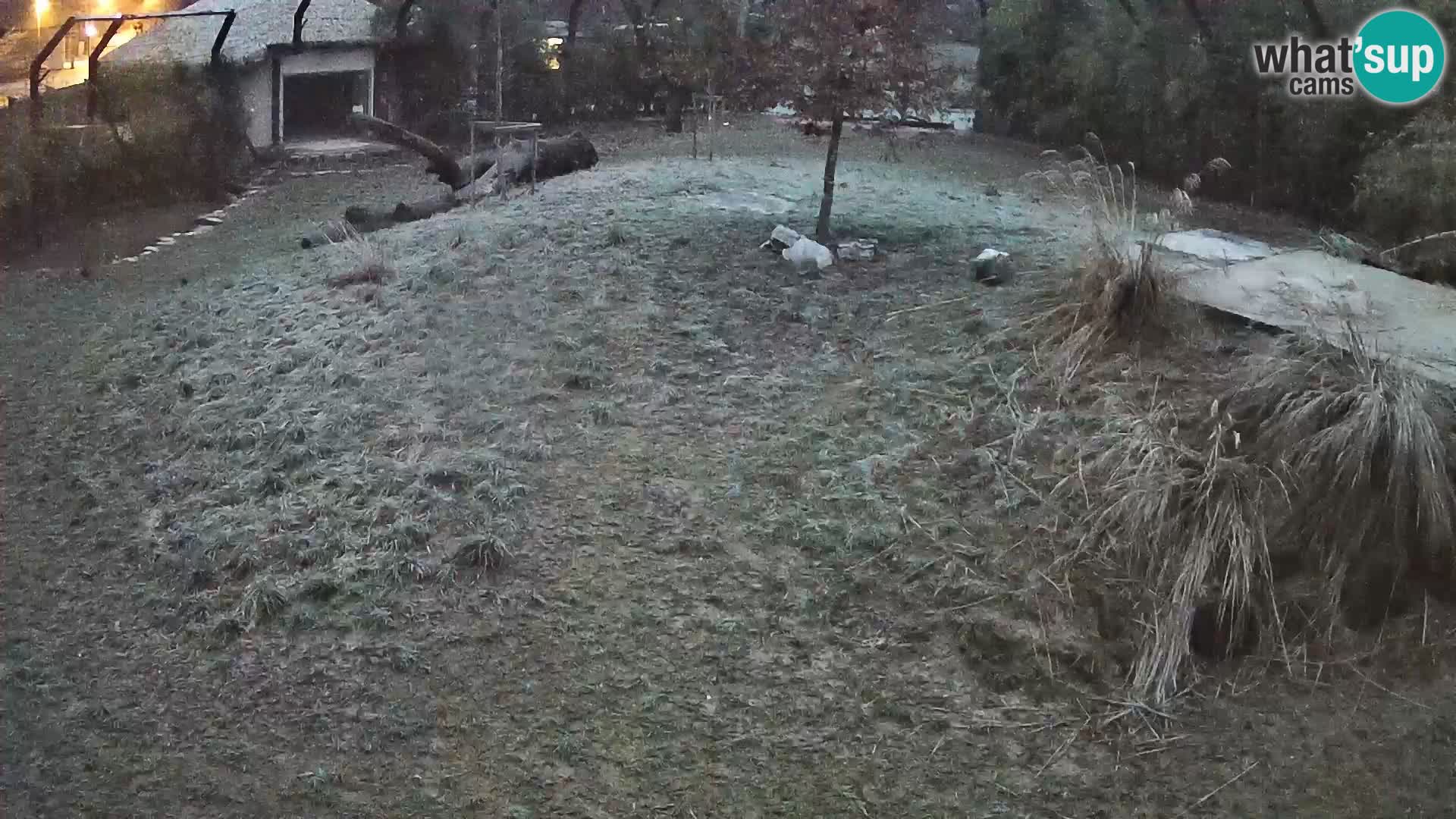 Ljubljana Zoo webcam Lion