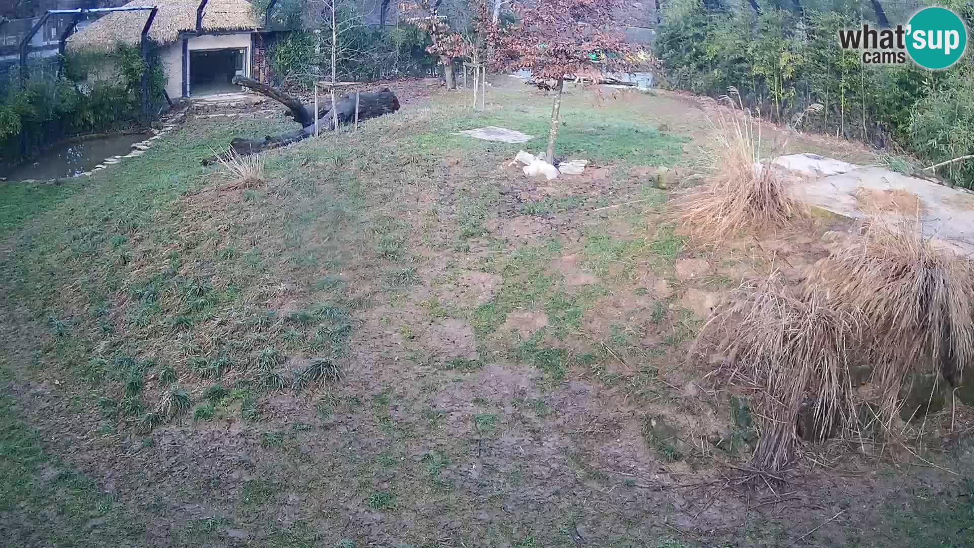 Live Ljubljana Zoo webcam Lion