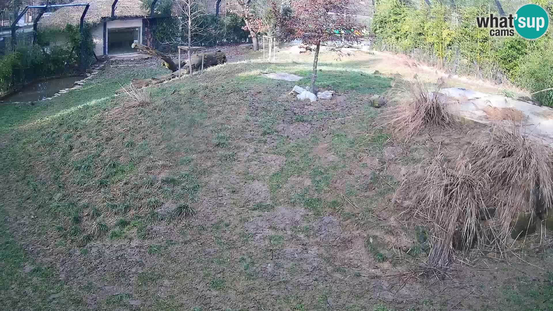 Live Ljubljana Zoo webcam Lion