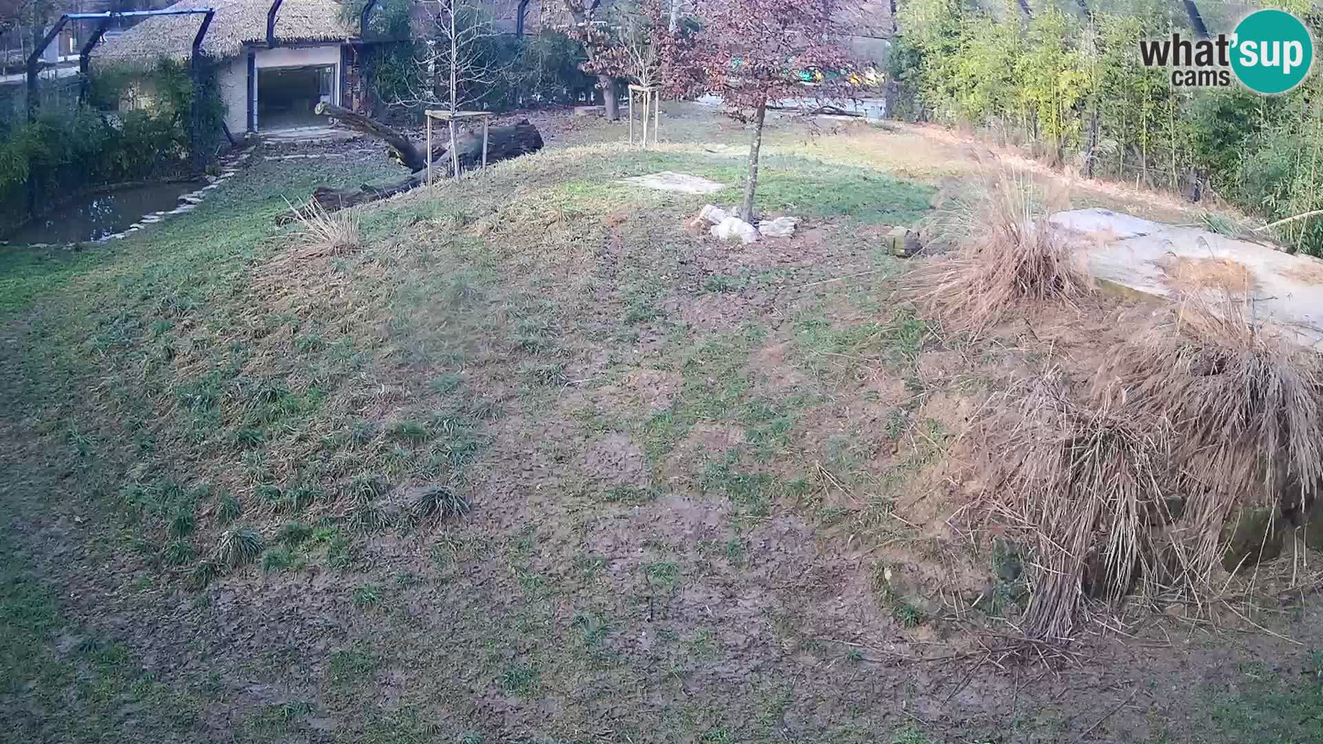 Live Ljubljana Zoo webcam Lion