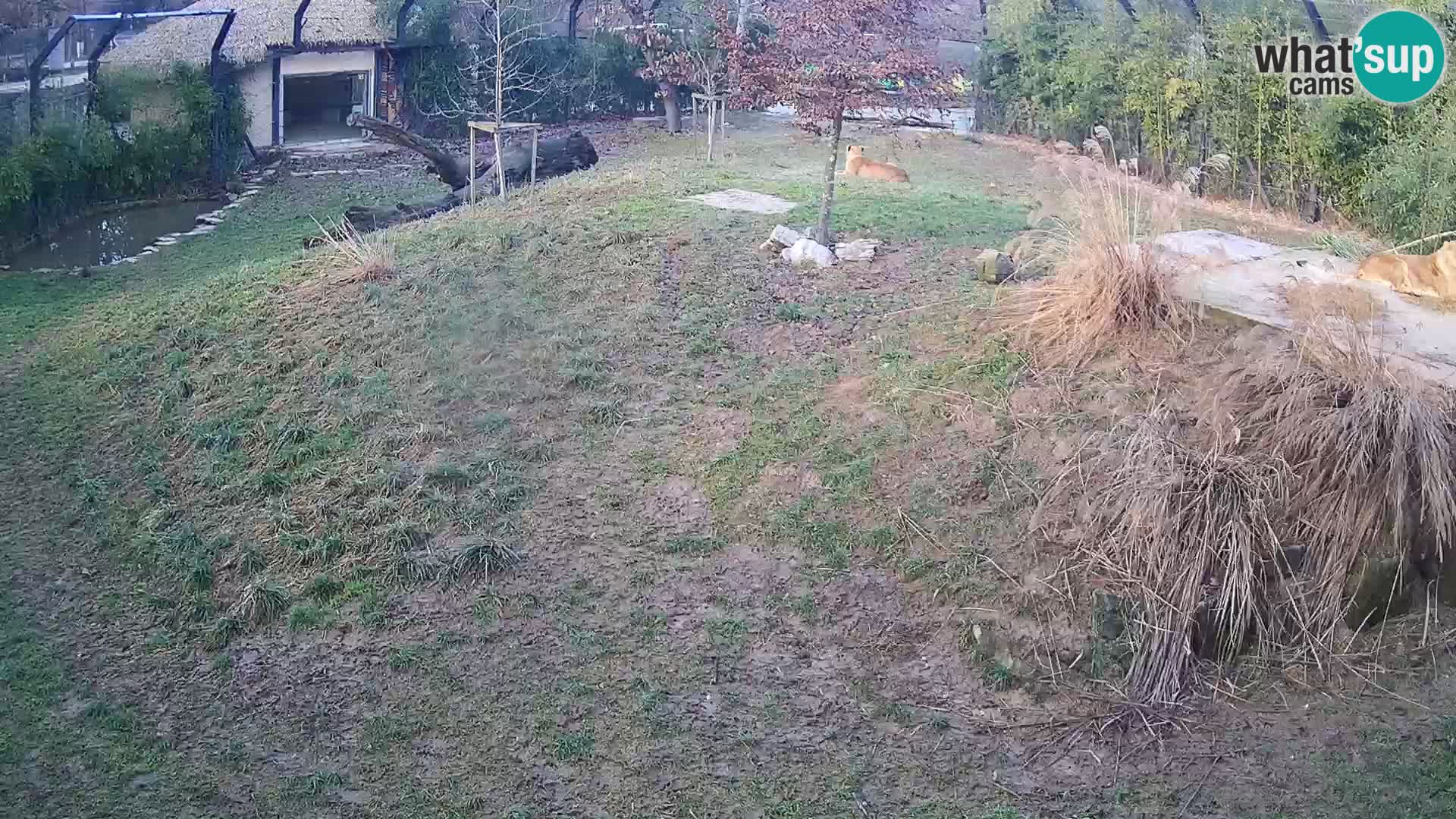 Live Ljubljana Zoo webcam Lion