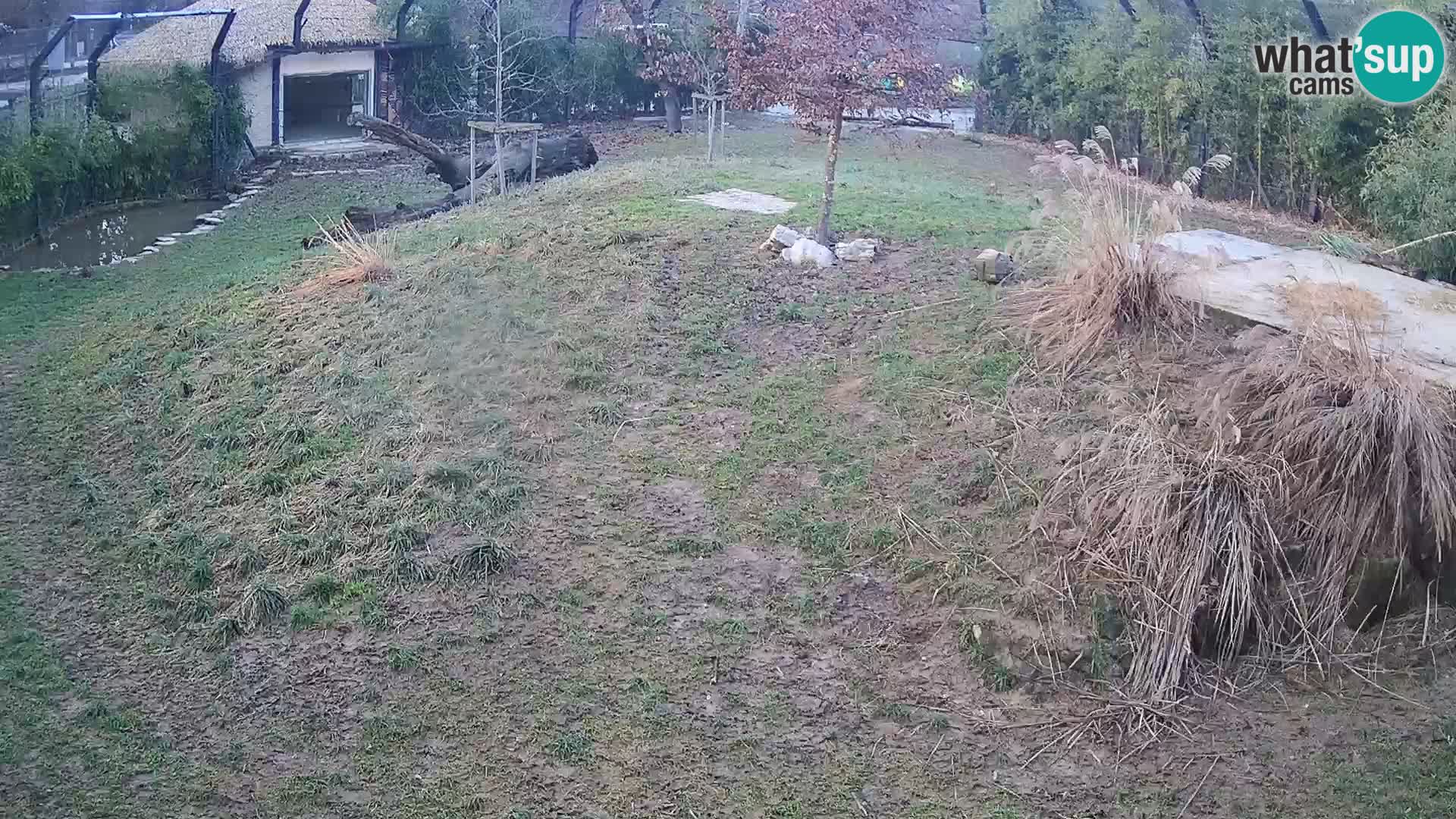 Live Ljubljana Zoo webcam Lion