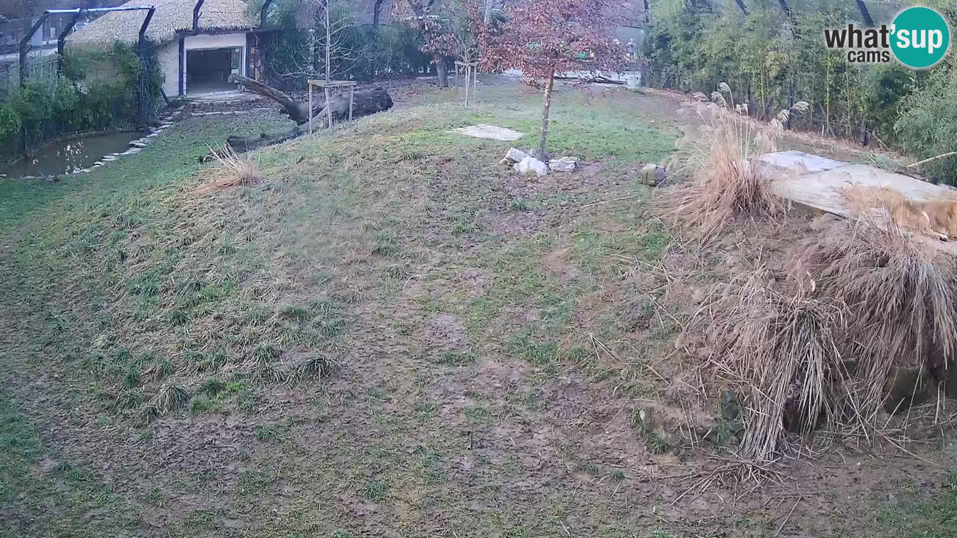 Live Ljubljana Zoo webcam Lion