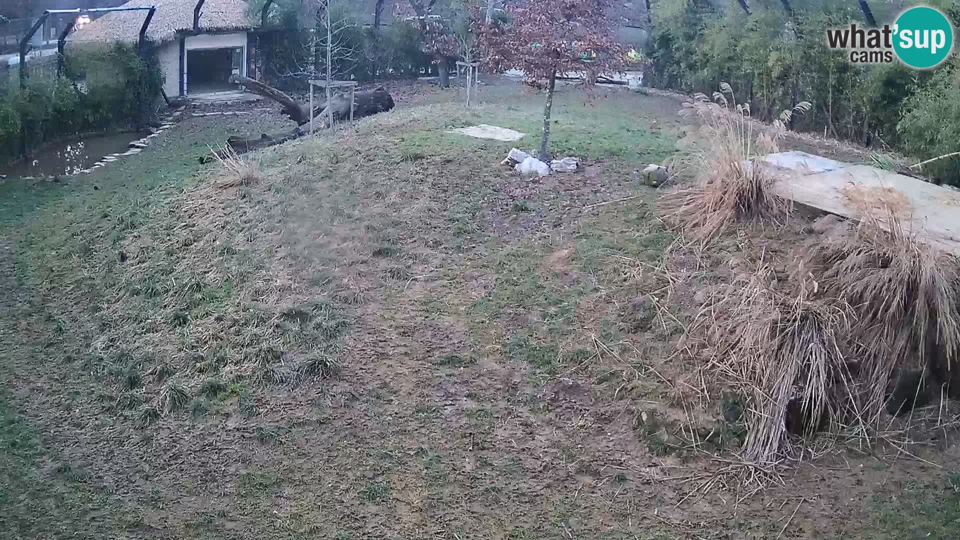 Live Ljubljana Zoo webcam Lion