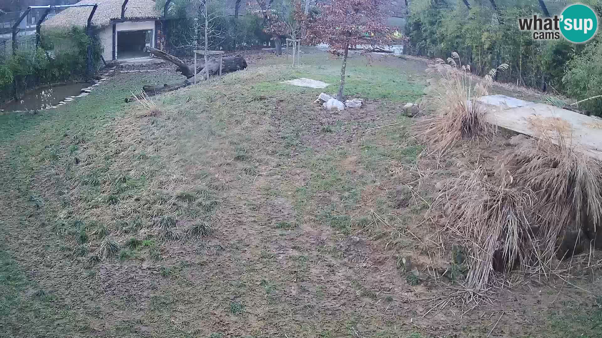 Live Ljubljana Zoo webcam Lion