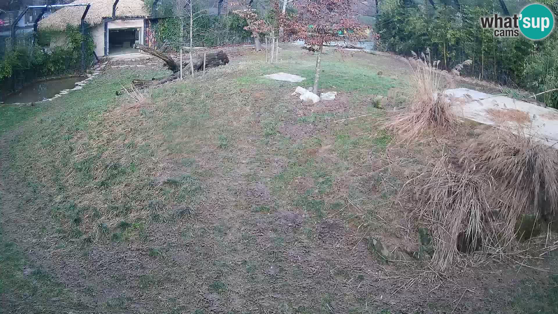 Live Ljubljana Zoo webcam Lion