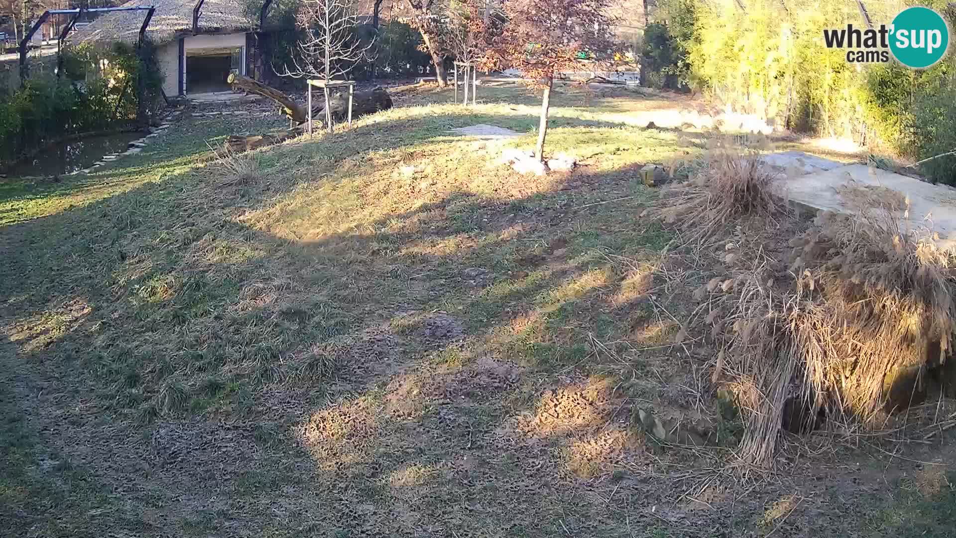 Live Ljubljana Zoo webcam Lion