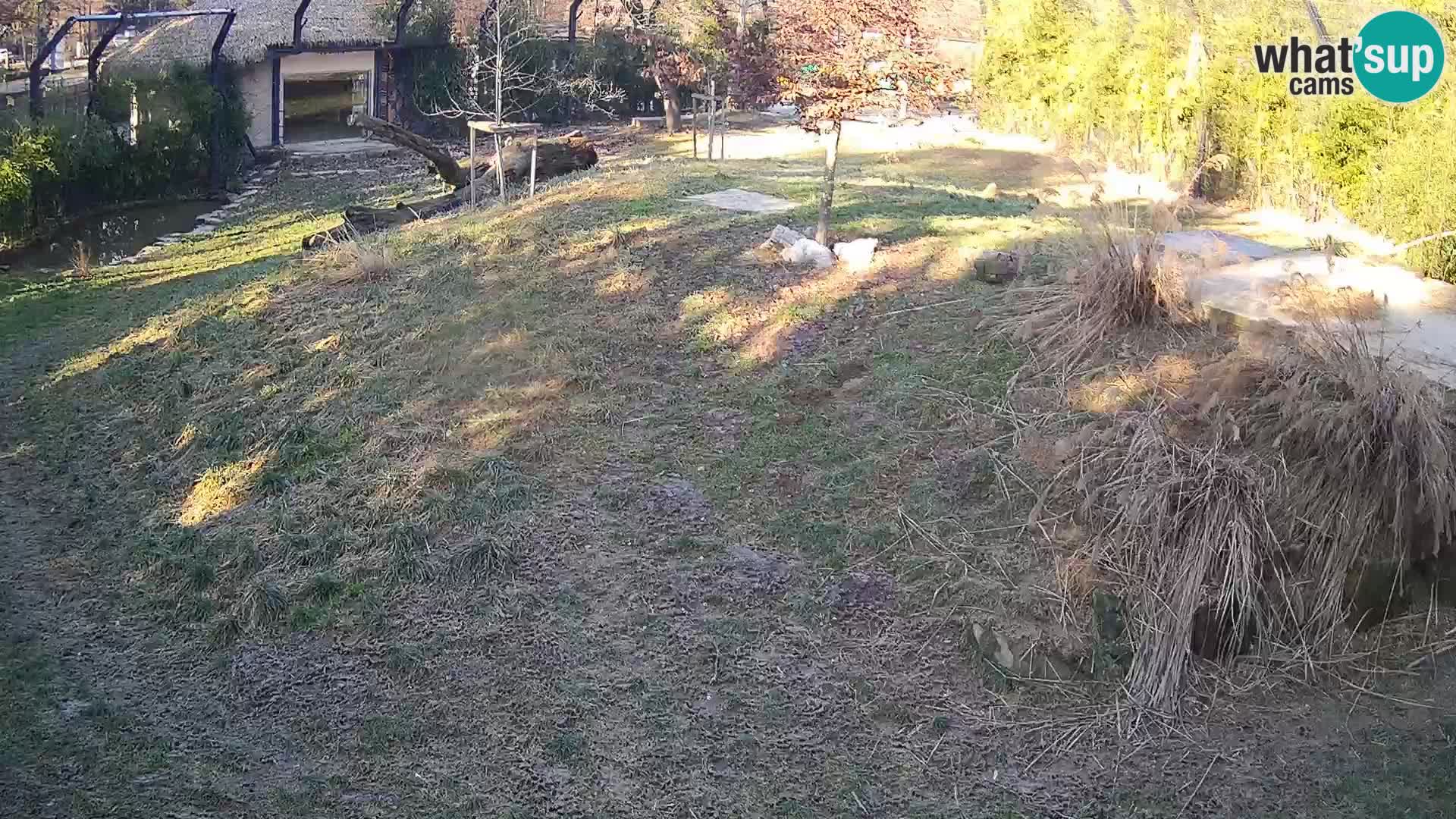 Zoo Ljubljana webcam Löwen