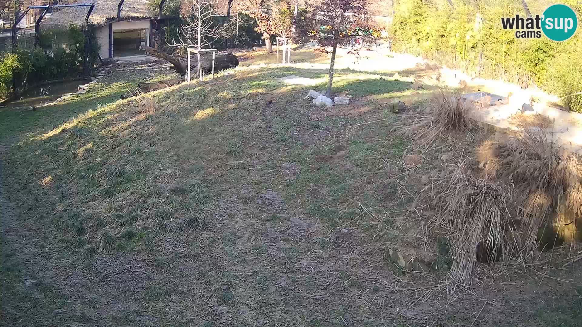 Live Ljubljana Zoo webcam Lion