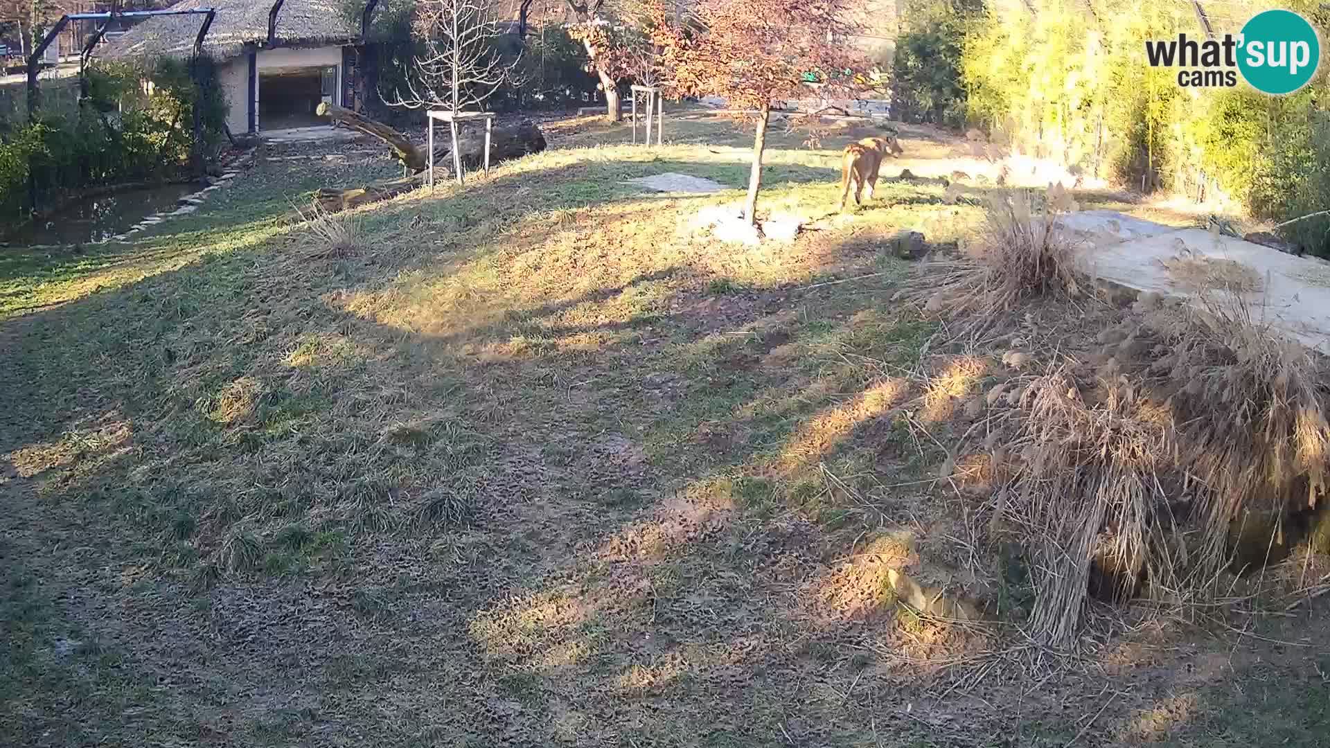 Live Ljubljana Zoo webcam Lion