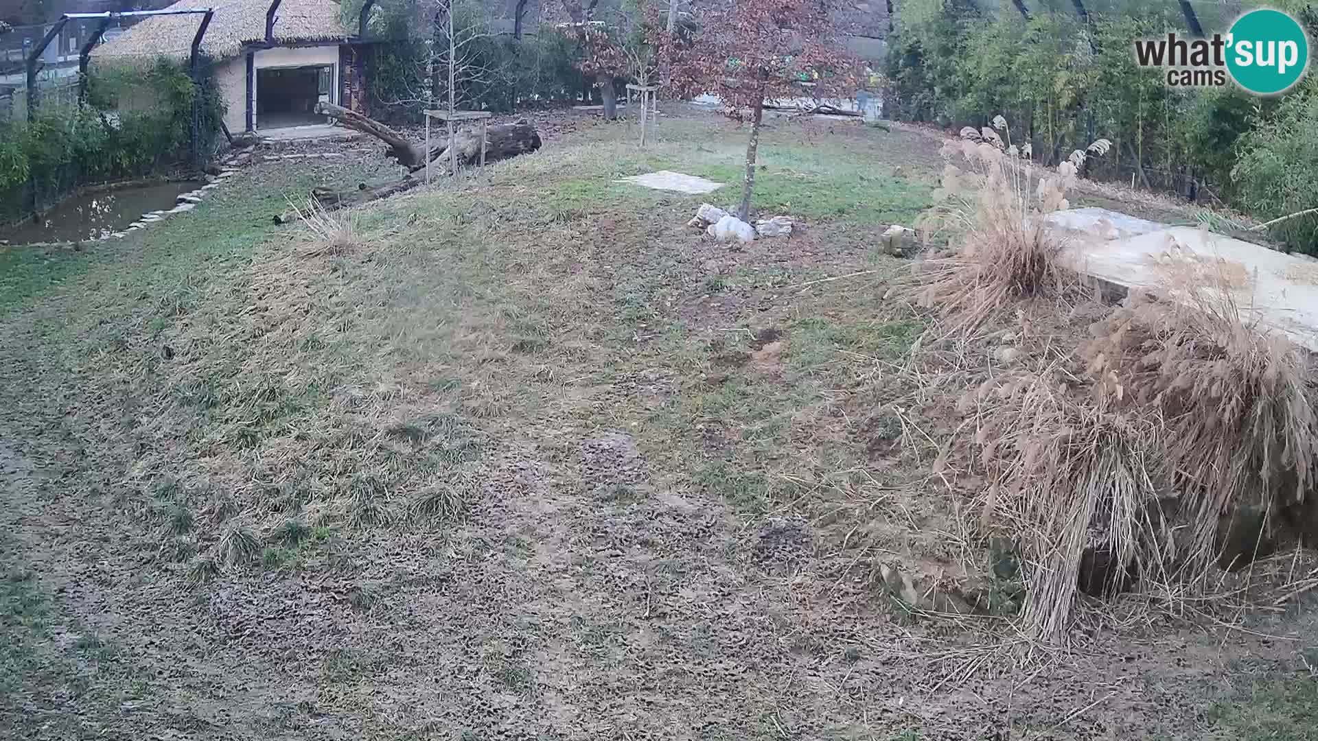 Ljubljana Zoo webcam Lion