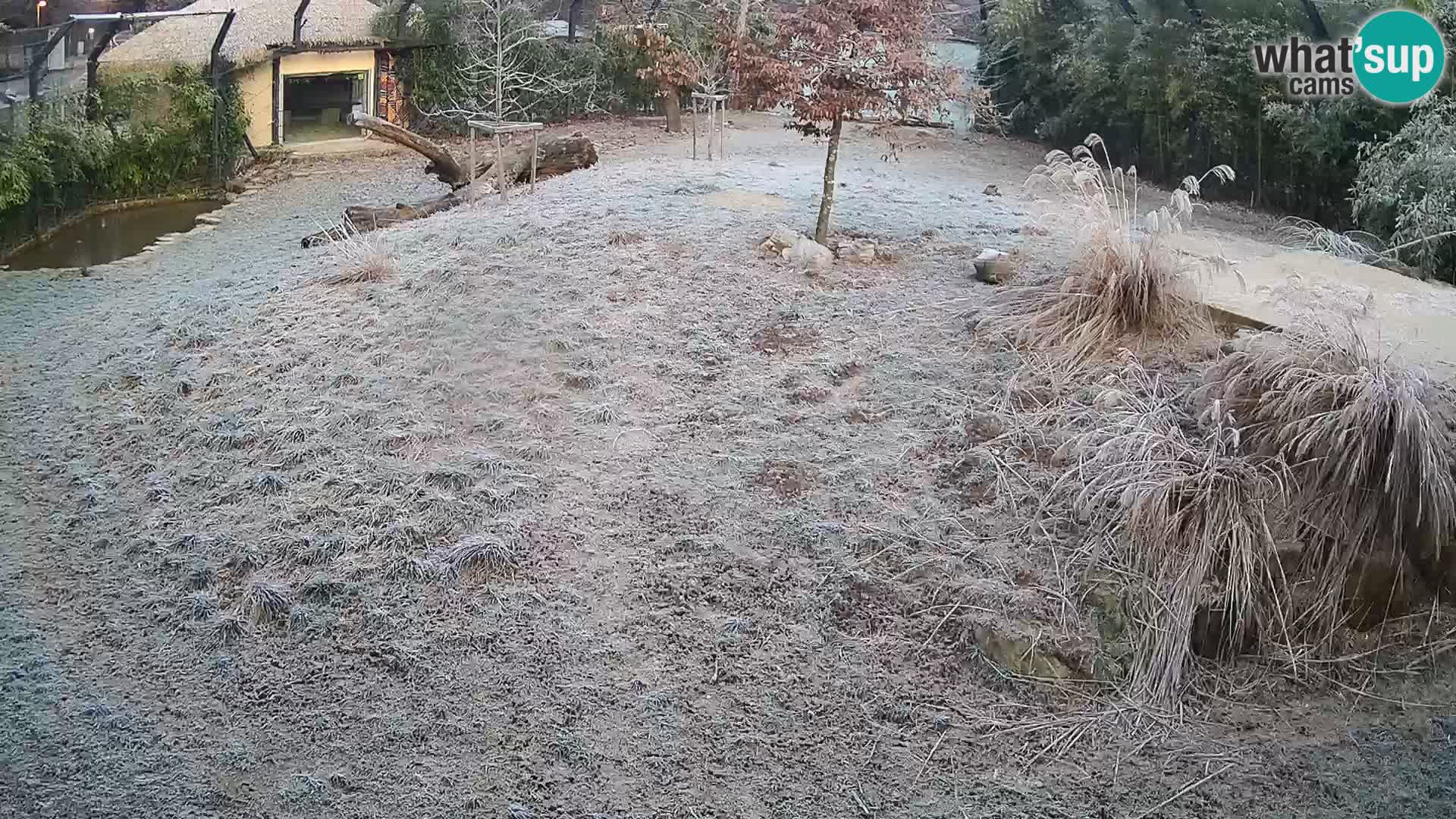 Live Ljubljana Zoo webcam Lion