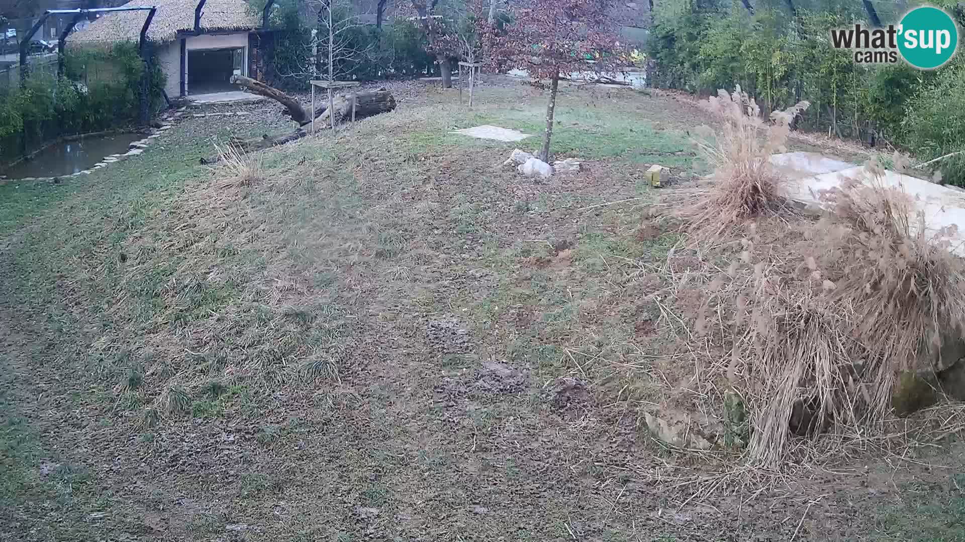 Live Ljubljana Zoo webcam Lion