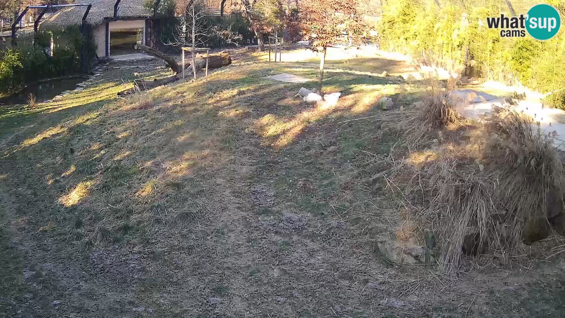 Live Ljubljana Zoo webcam Lion