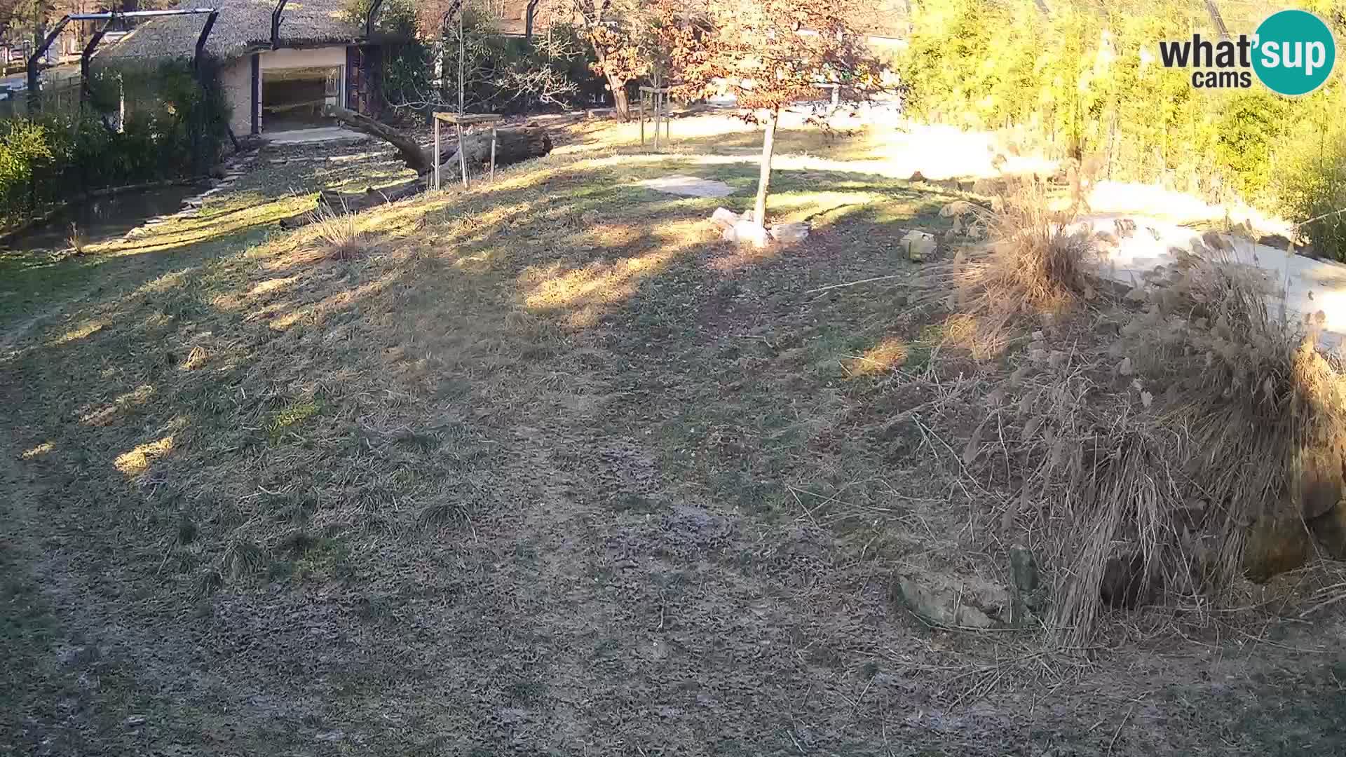 Live Ljubljana Zoo webcam Lion