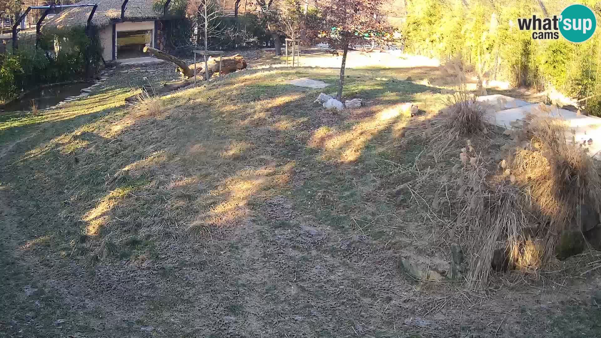 Live Ljubljana Zoo webcam Lion