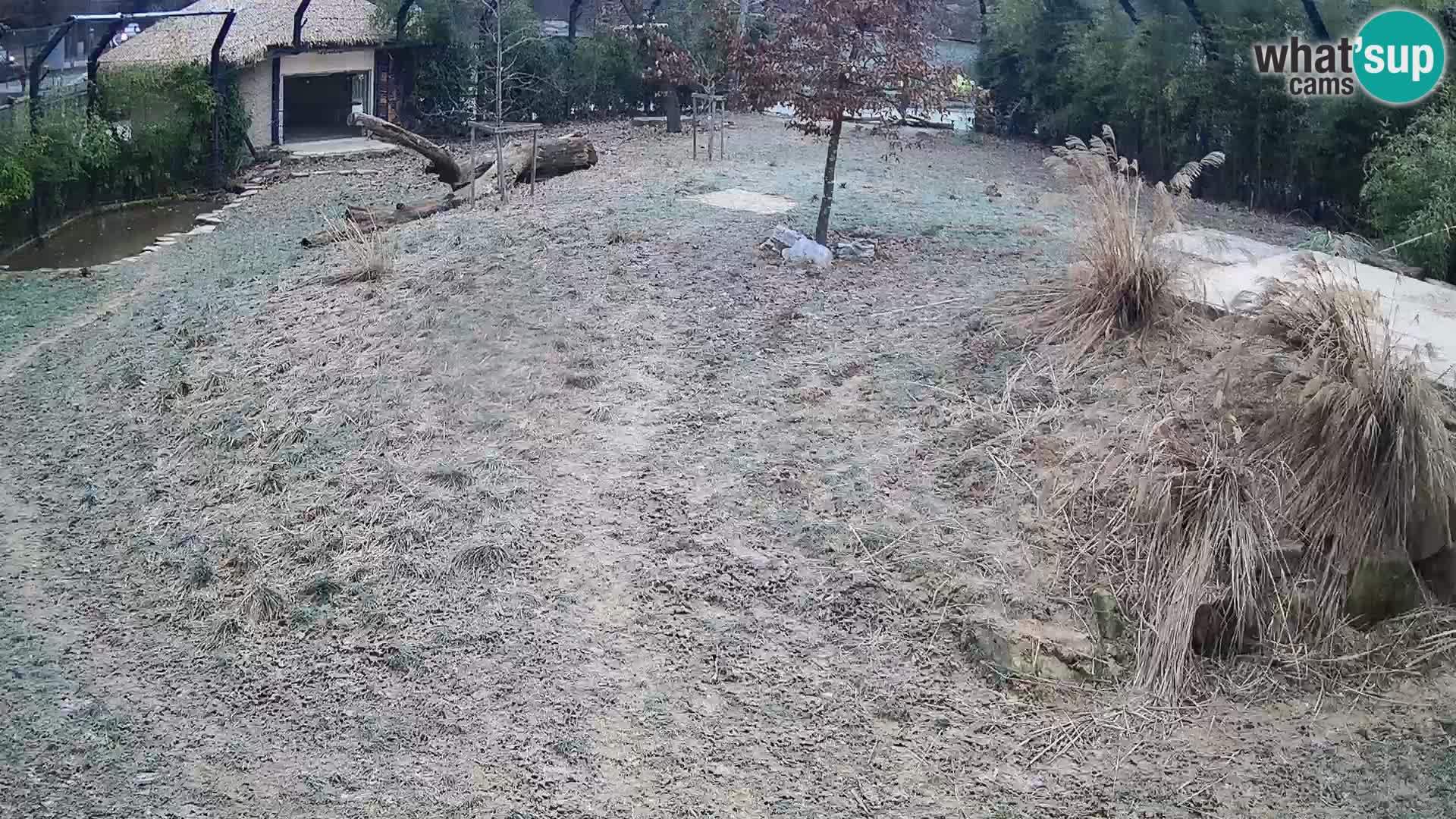 Live Ljubljana Zoo webcam Lion