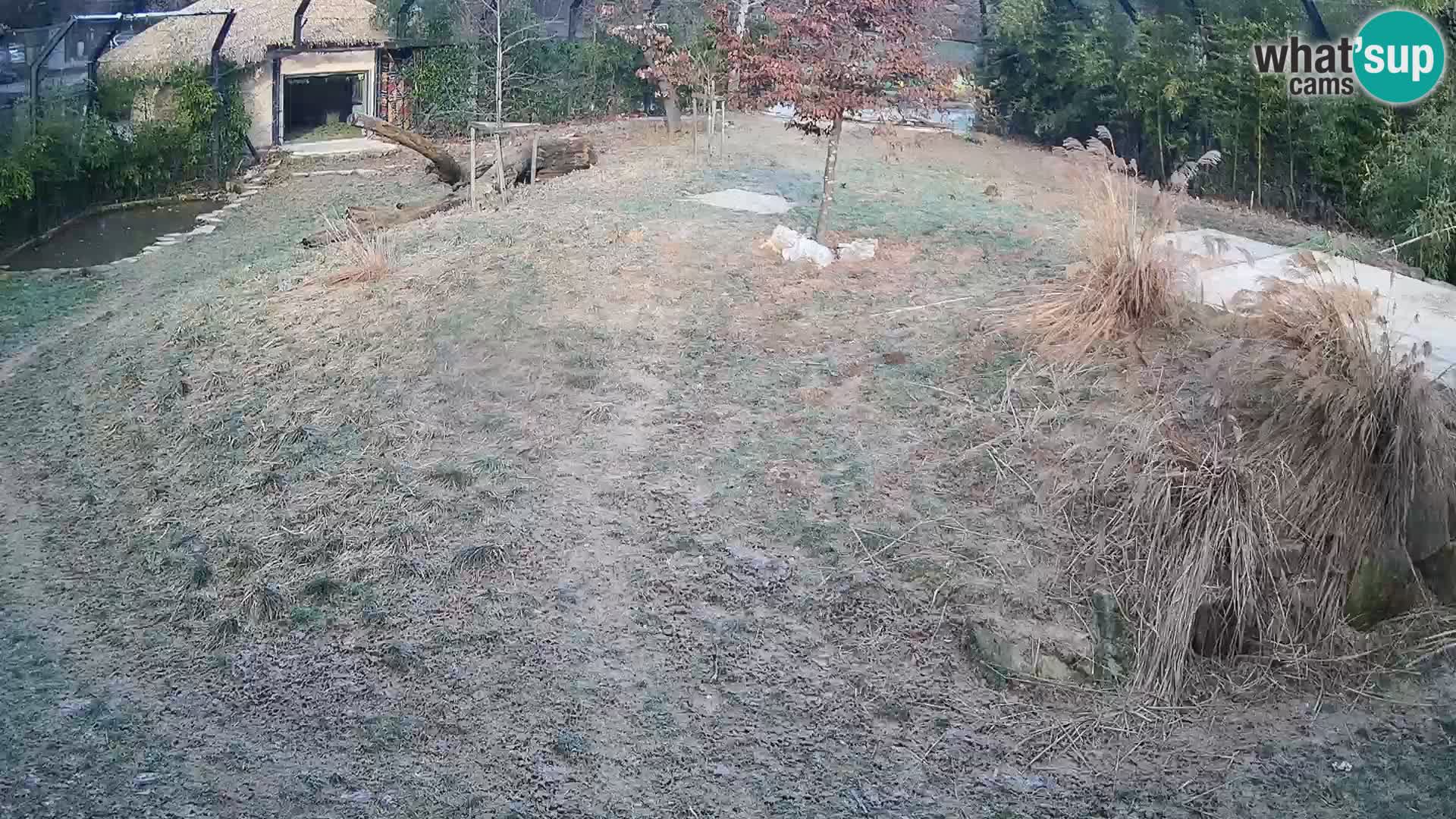 Live Ljubljana Zoo webcam Lion