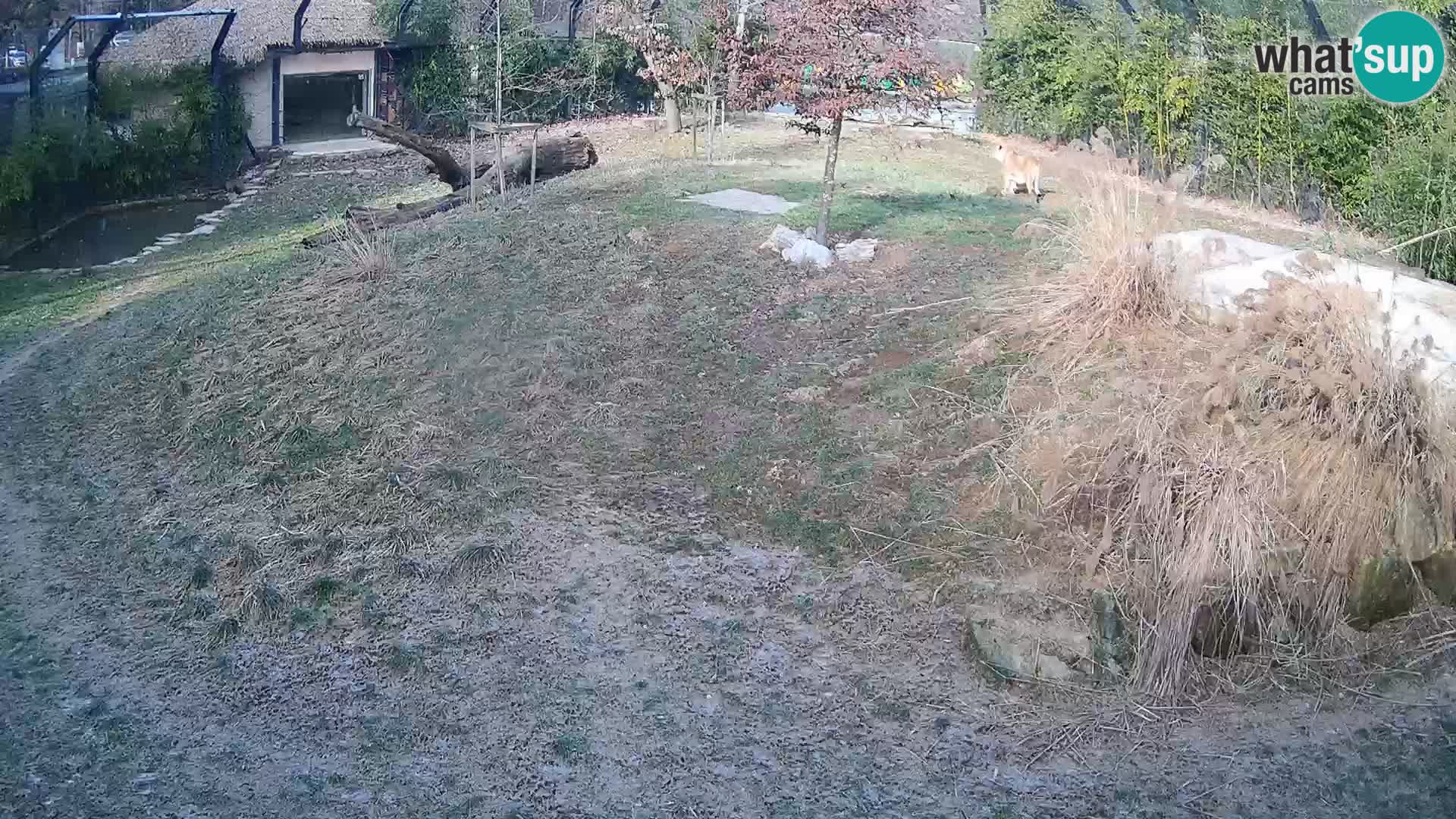 Live Ljubljana Zoo webcam Lion