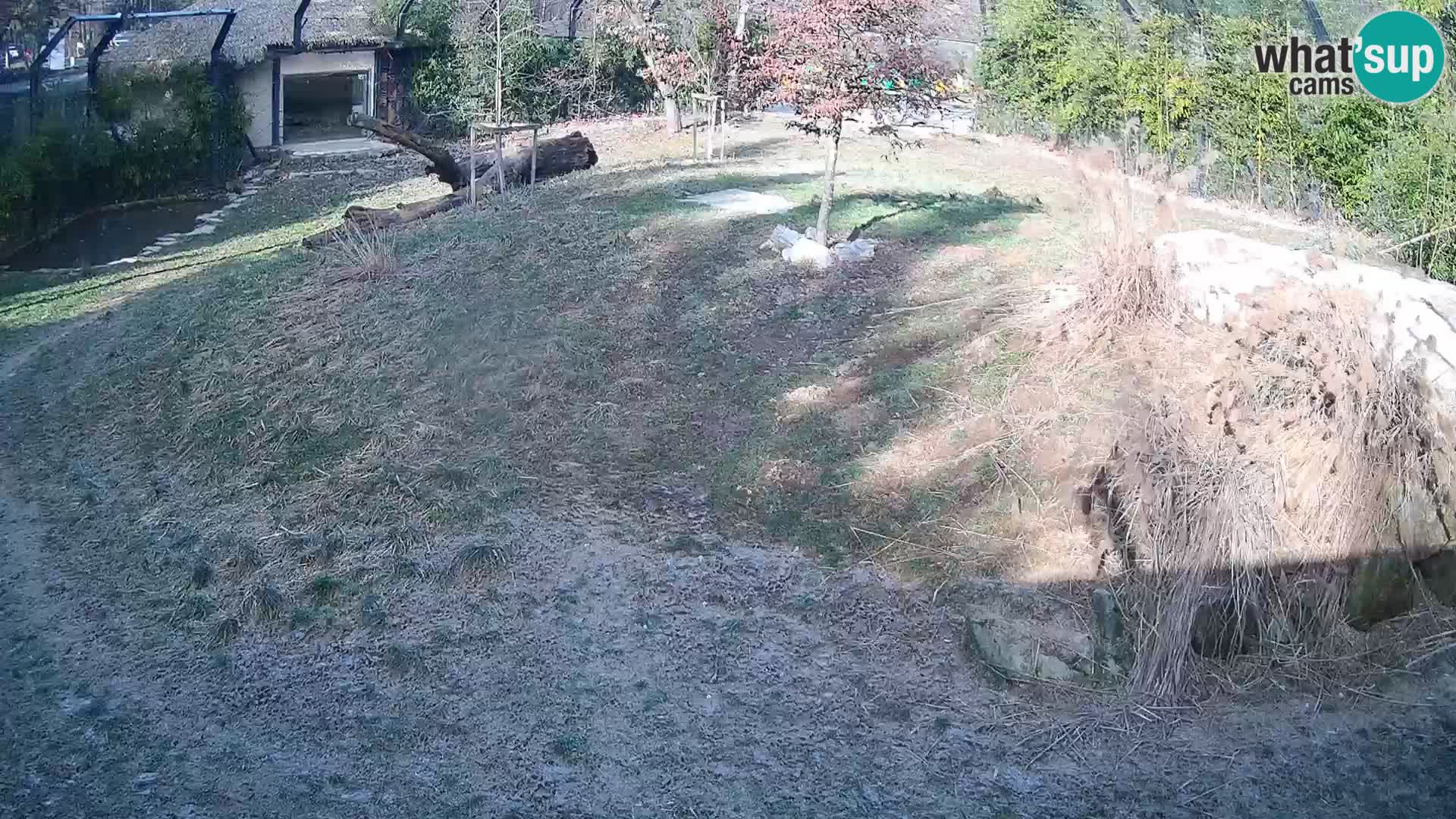 Live Ljubljana Zoo webcam Lion