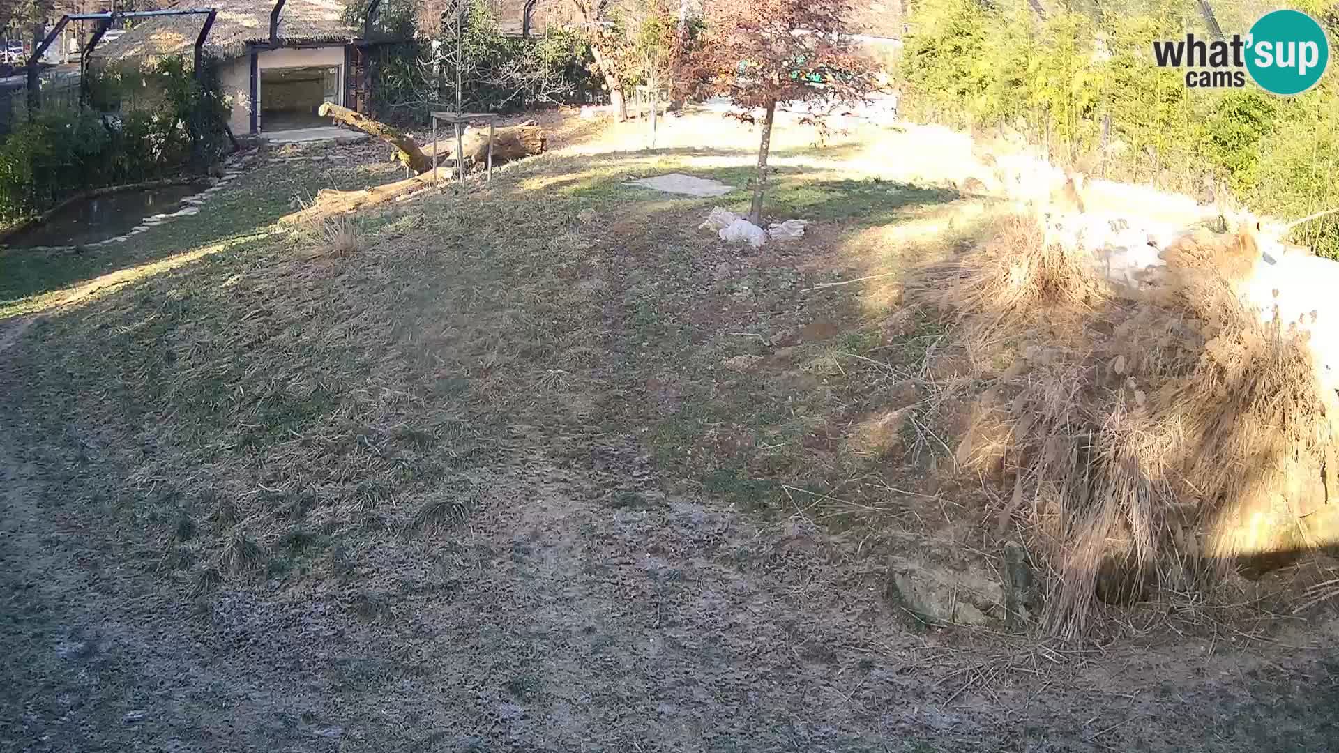 Live Ljubljana Zoo webcam Lion