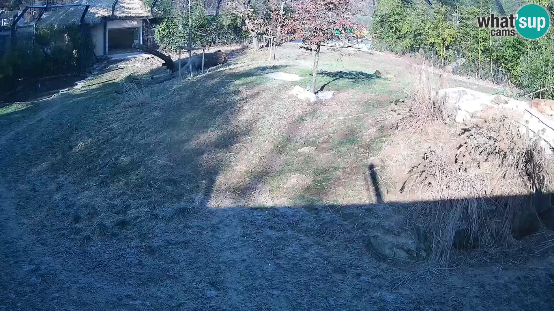 Live Ljubljana Zoo webcam Lion