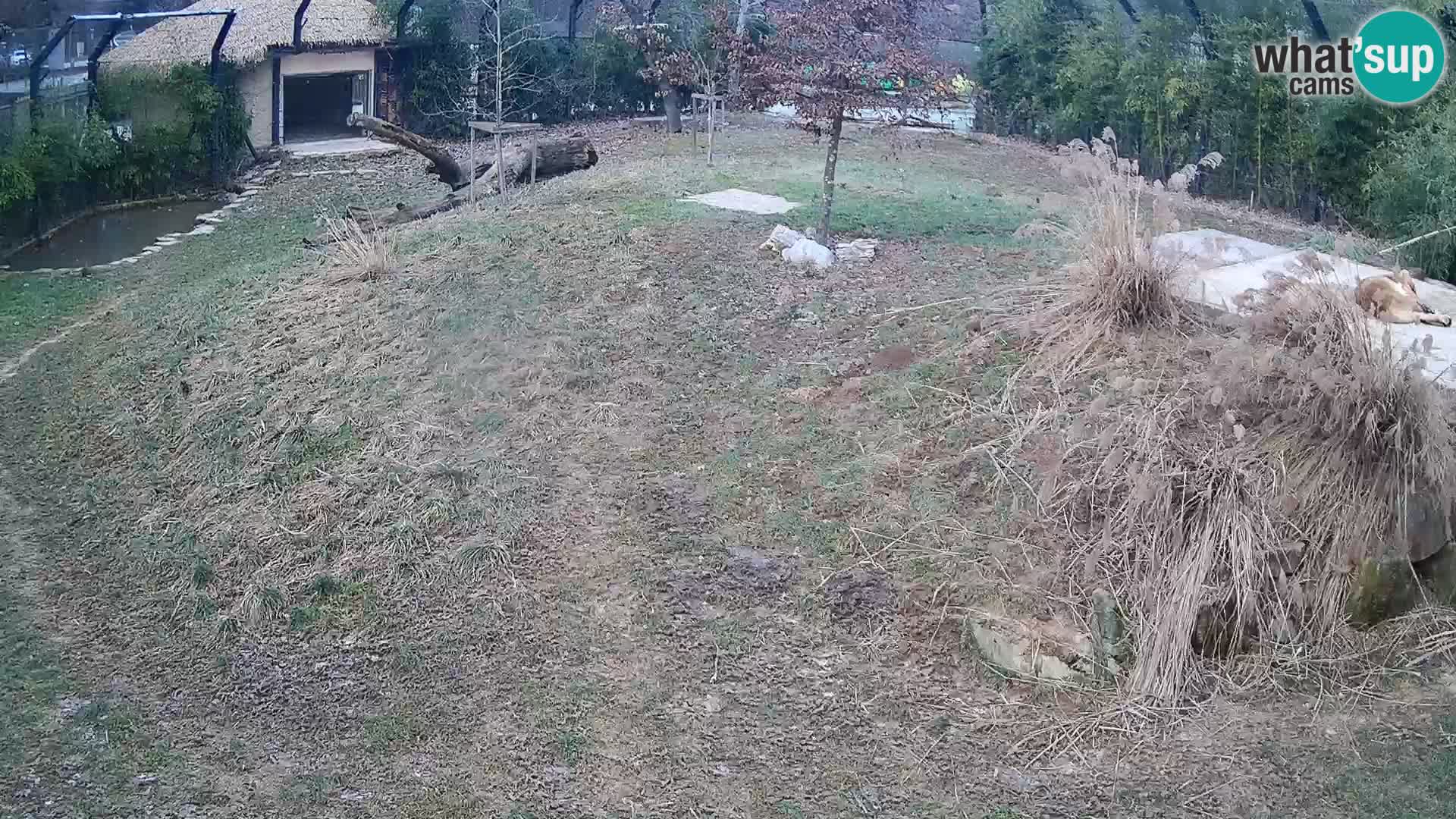 Ljubljana Zoo webcam Lion