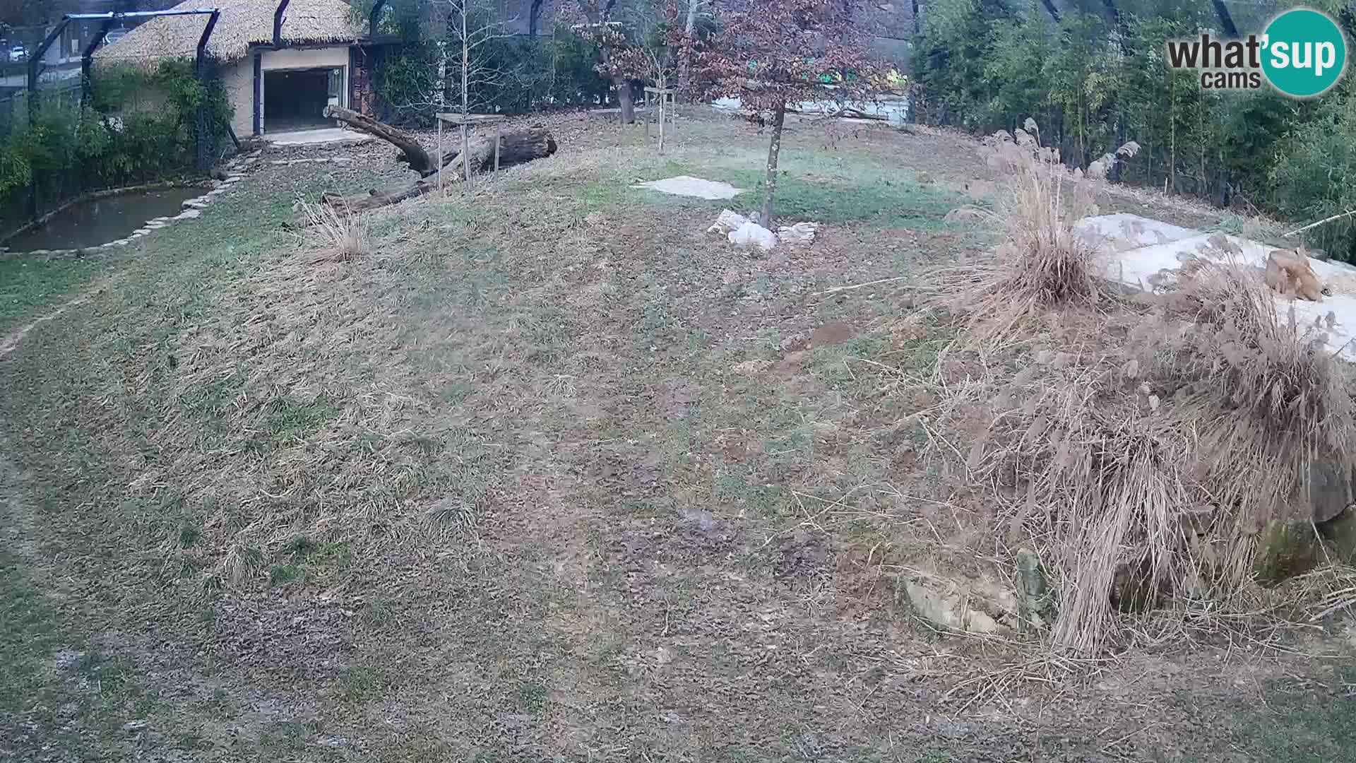 Live Ljubljana Zoo webcam Lion