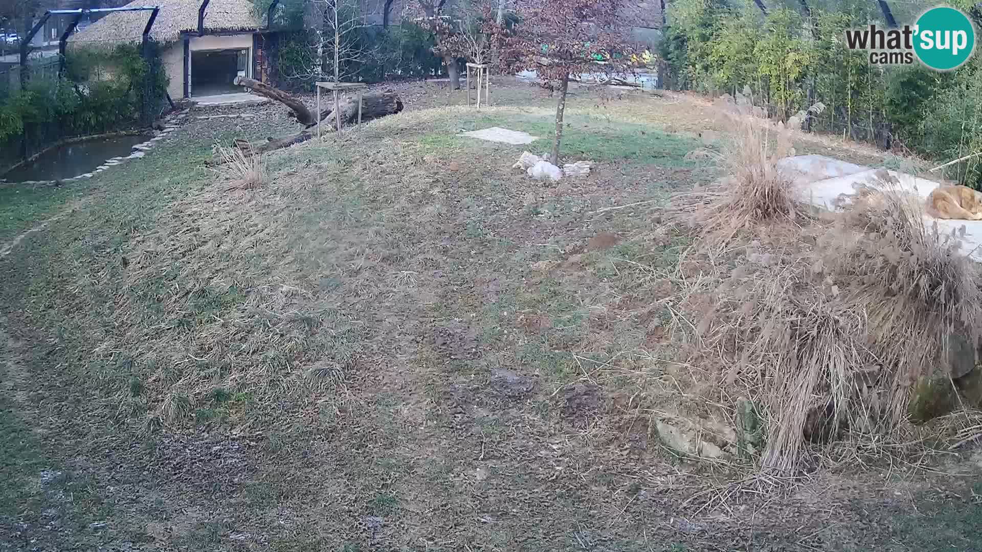 Live Ljubljana Zoo webcam Lion