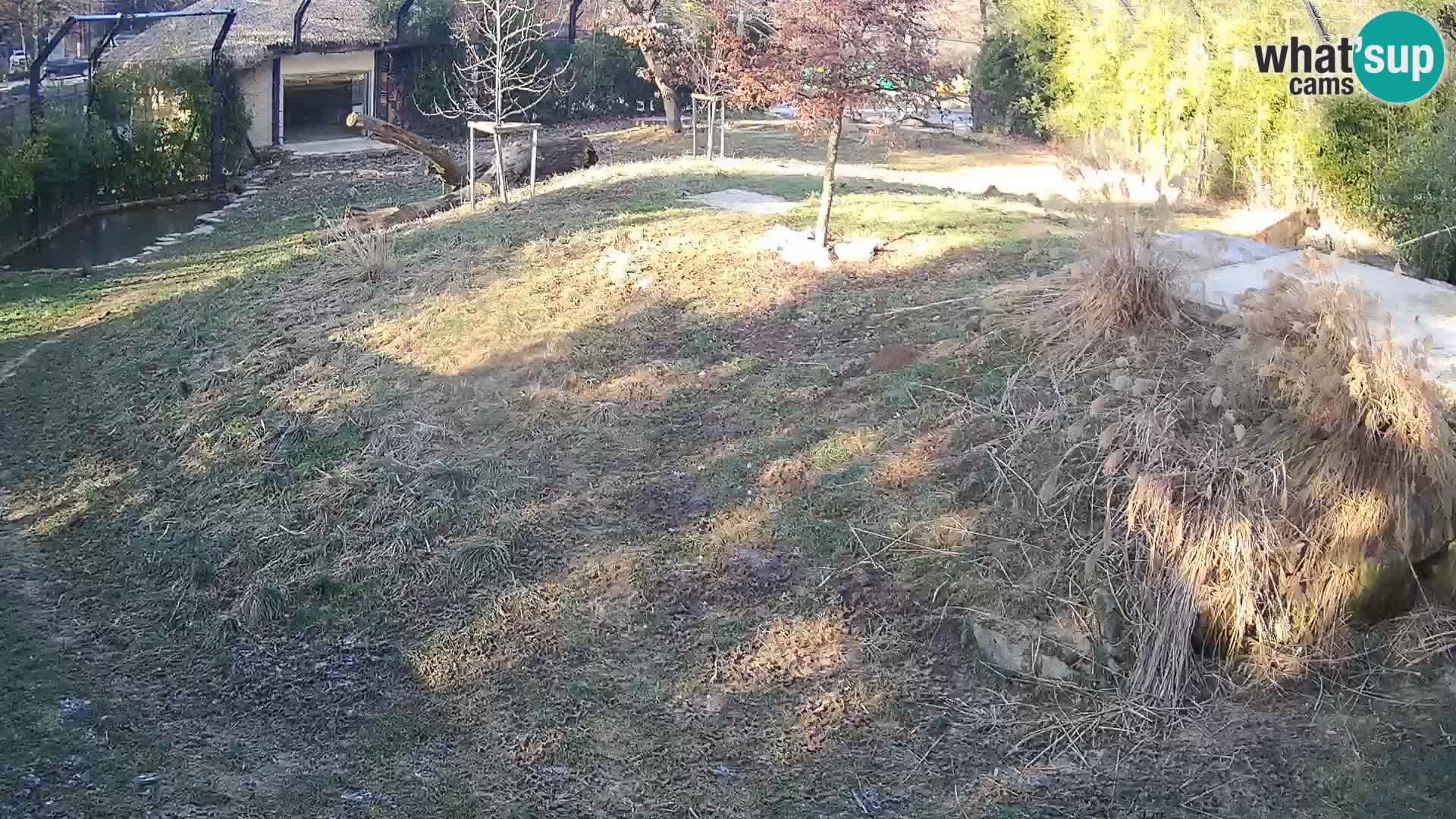 Live Ljubljana Zoo webcam Lion