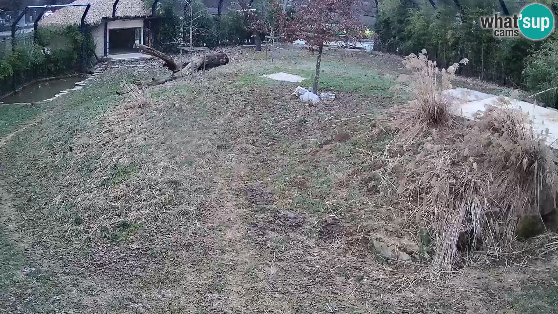 Live Ljubljana Zoo webcam Lion