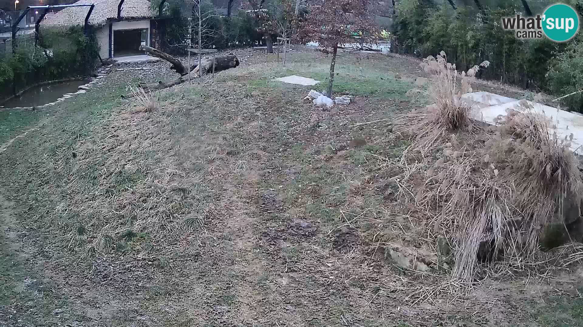 Live Ljubljana Zoo webcam Lion