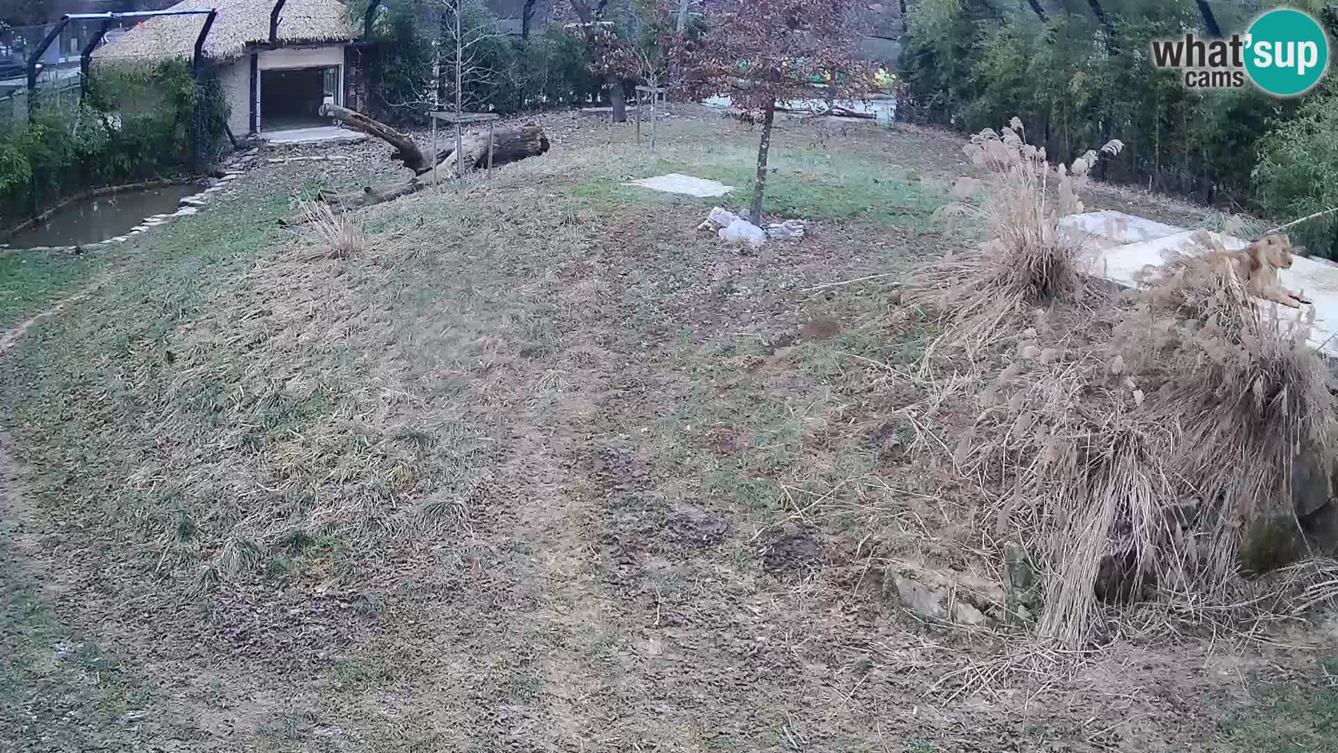 Live Ljubljana Zoo webcam Lion