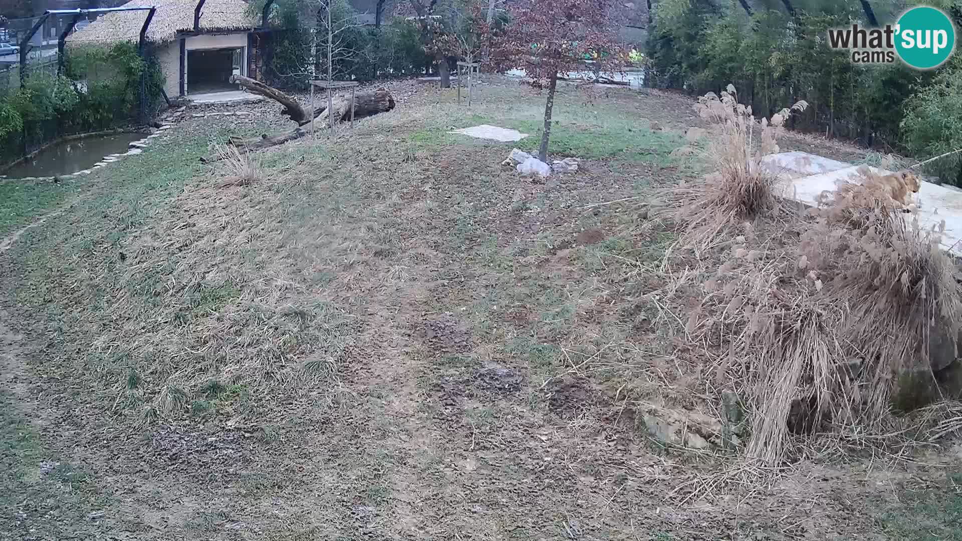 Live Ljubljana Zoo webcam Lion